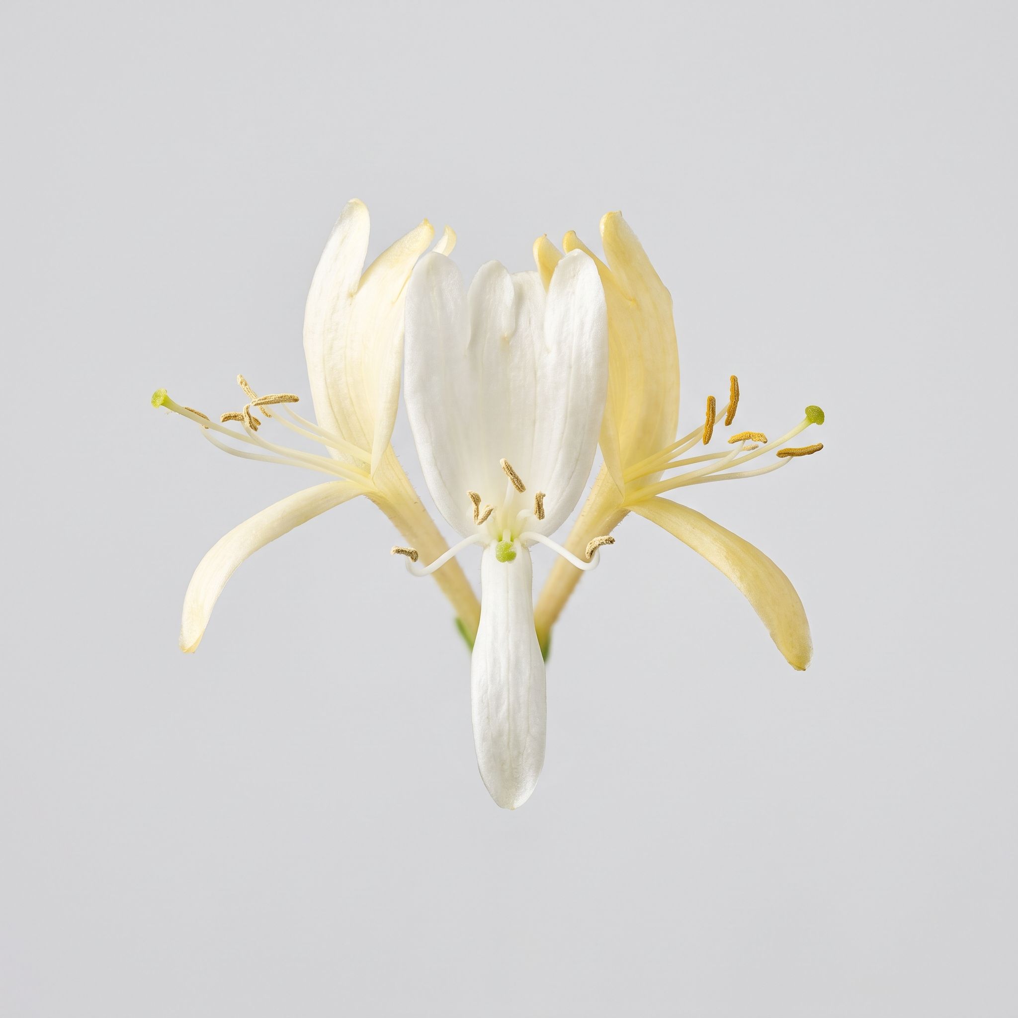 Lonicerae Japonicae Flower Extract - view 1