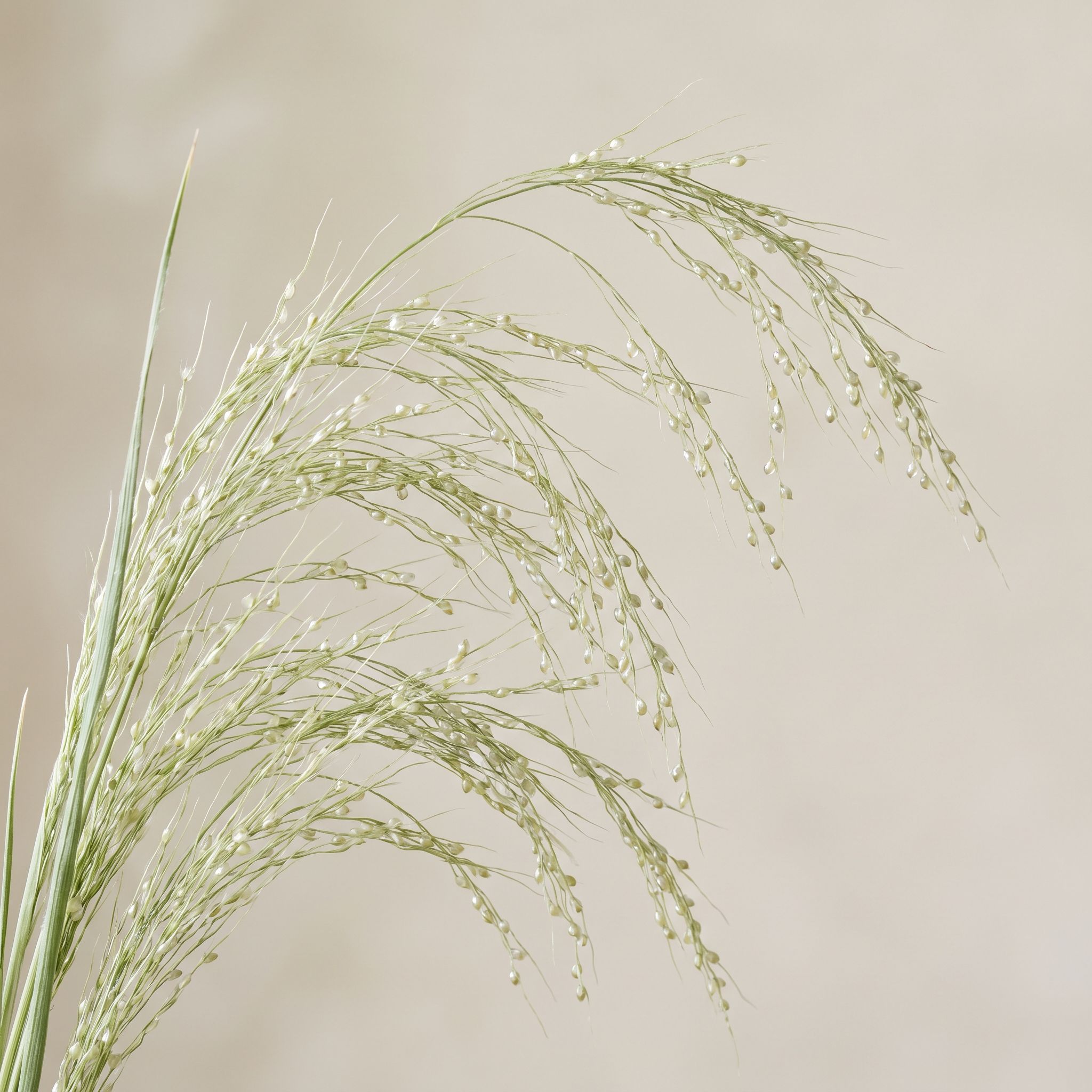 Milium Effusum Extract - view 1