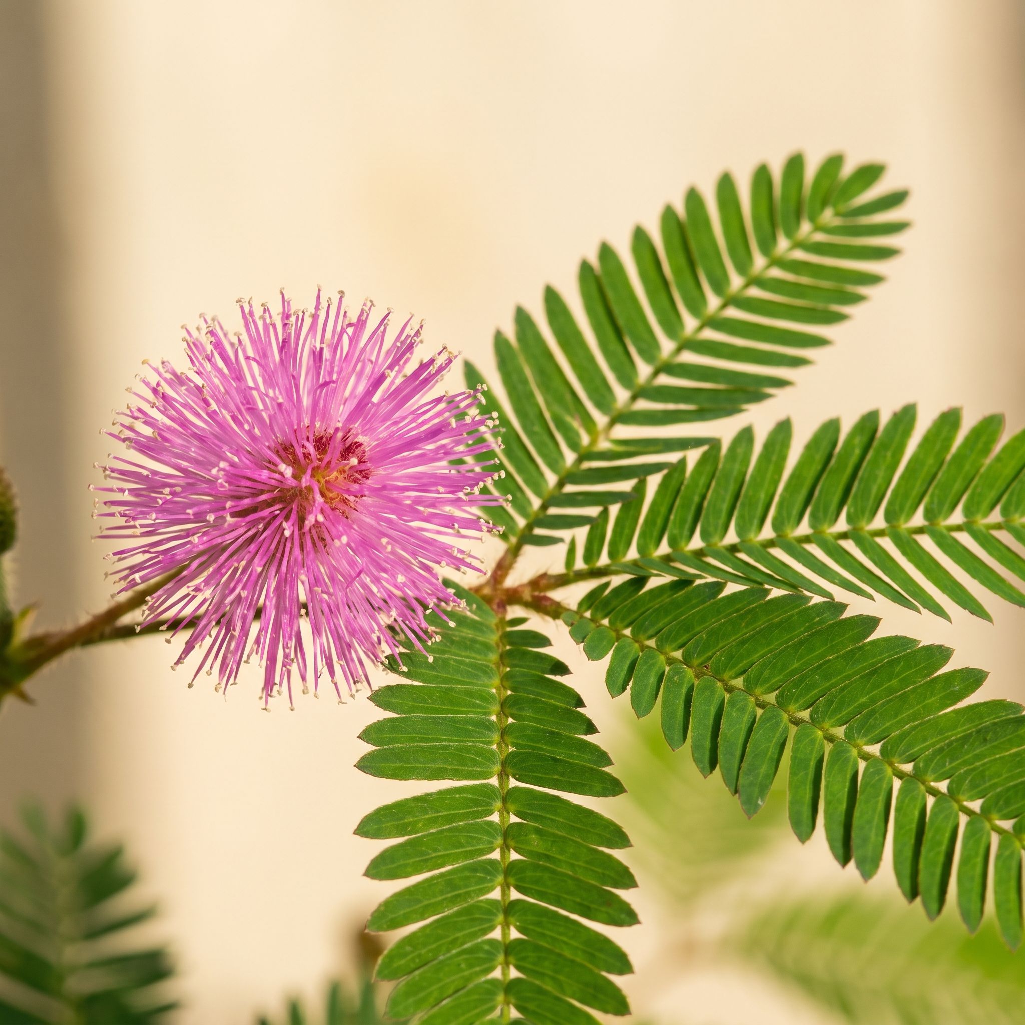 Mimosa Pudica Herb Extract - view 1
