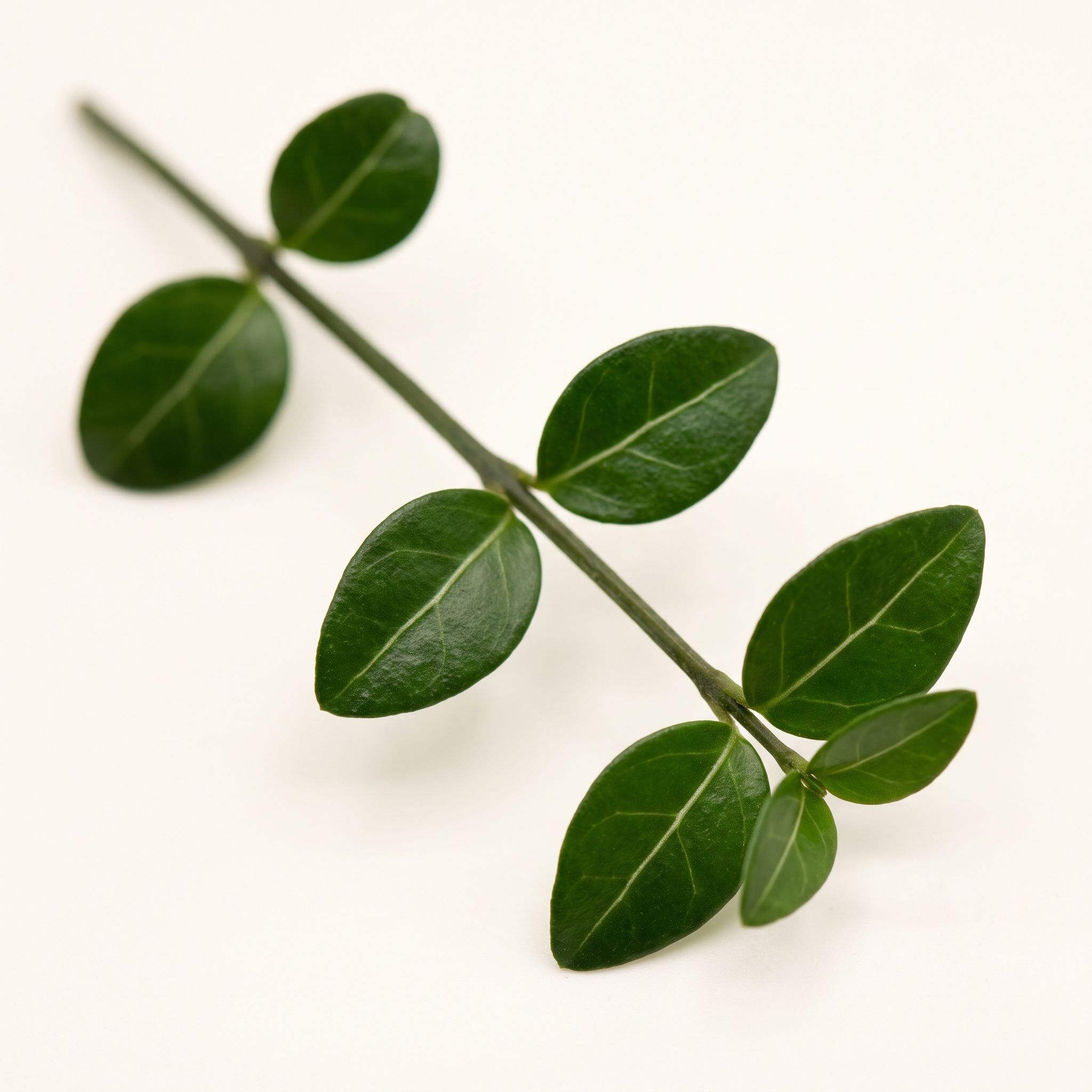 Mitchela Repens Leaf/Stem Extract - view 1