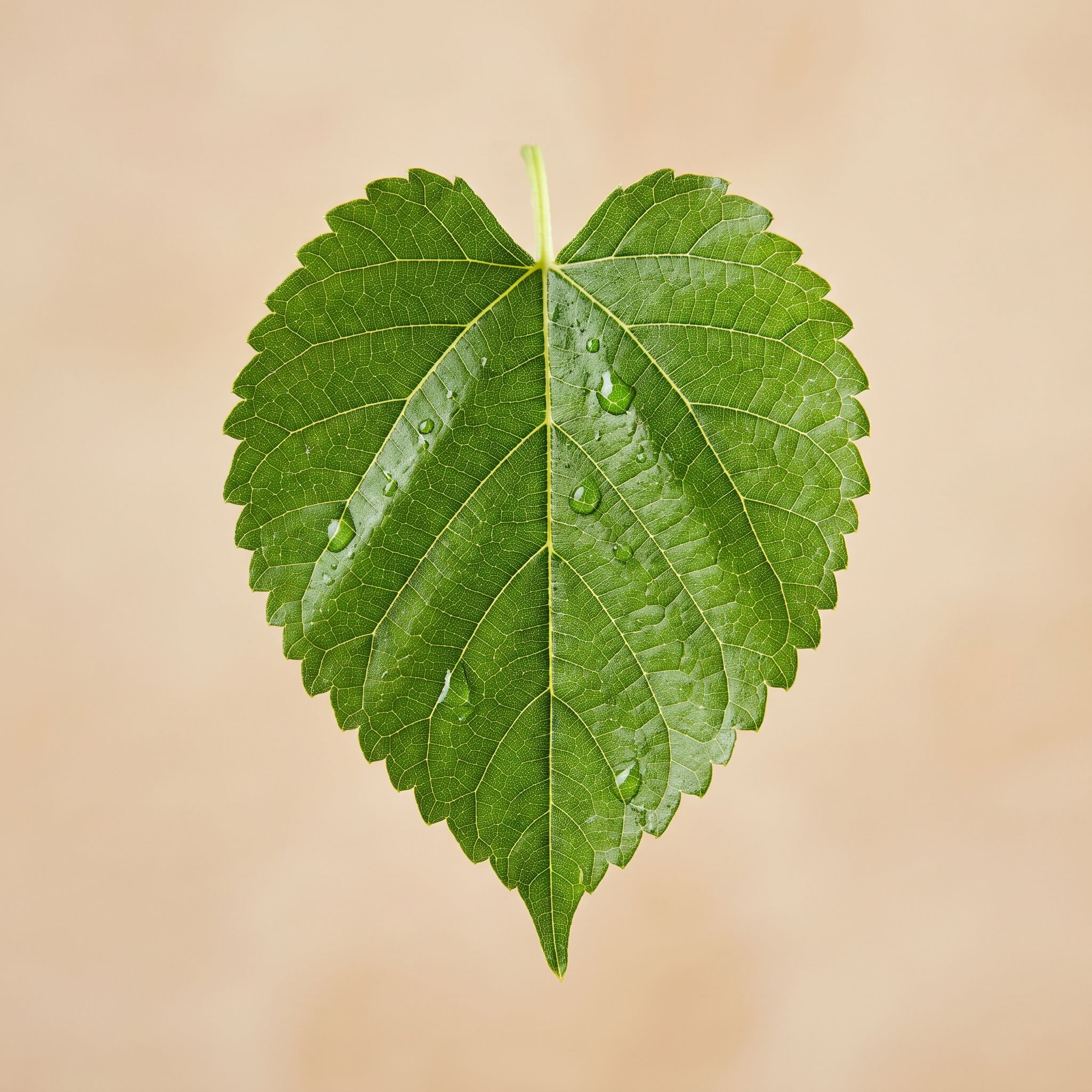Morus Nigra Leaf Extract - view 1
