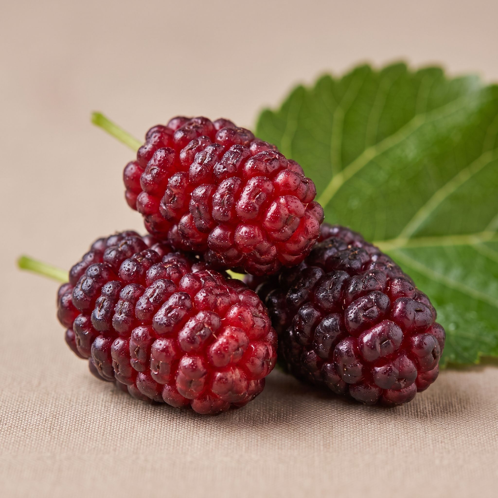 Morus Rubra Fruit Extract - view 1