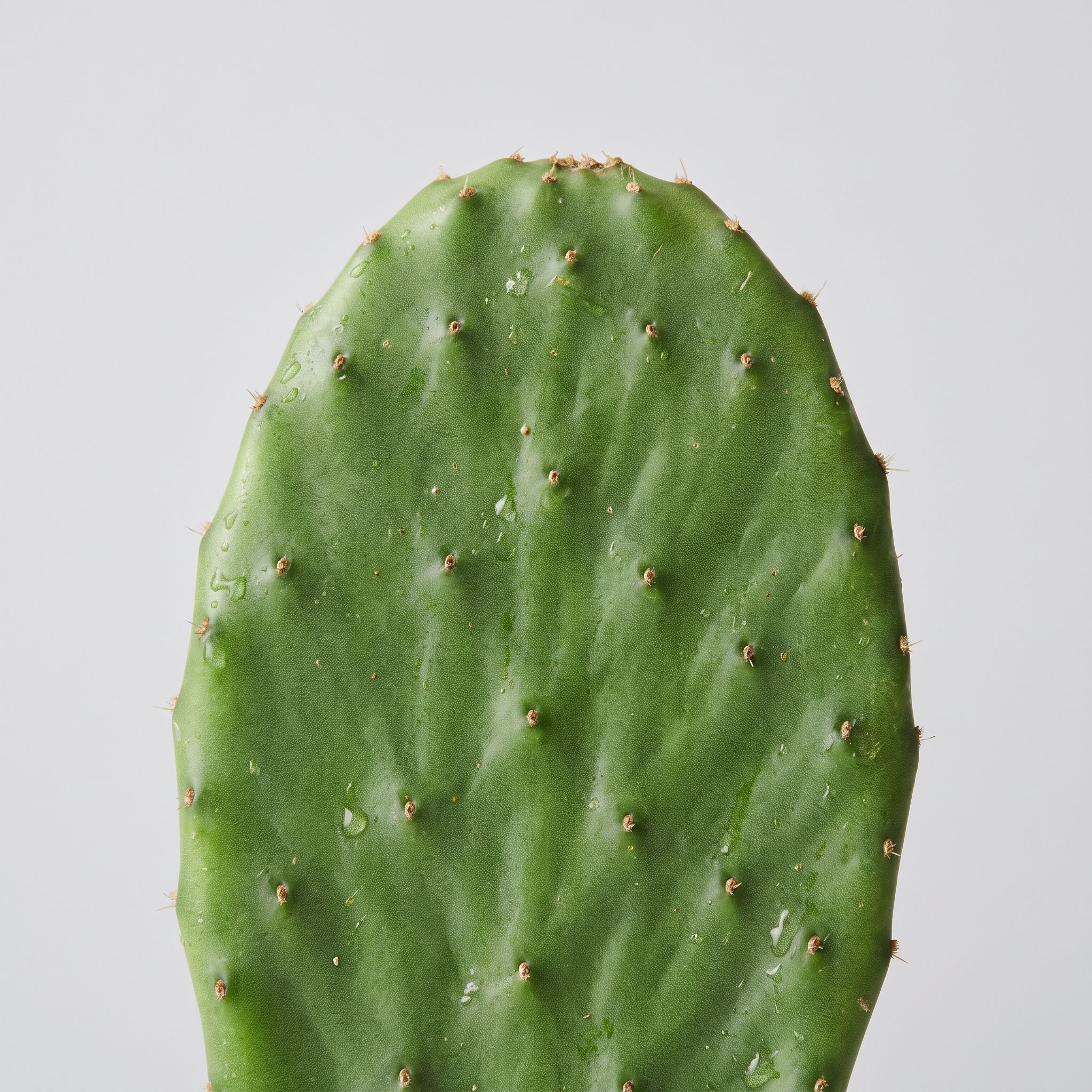 Opuntia Fucis Leaf Extract - view 1