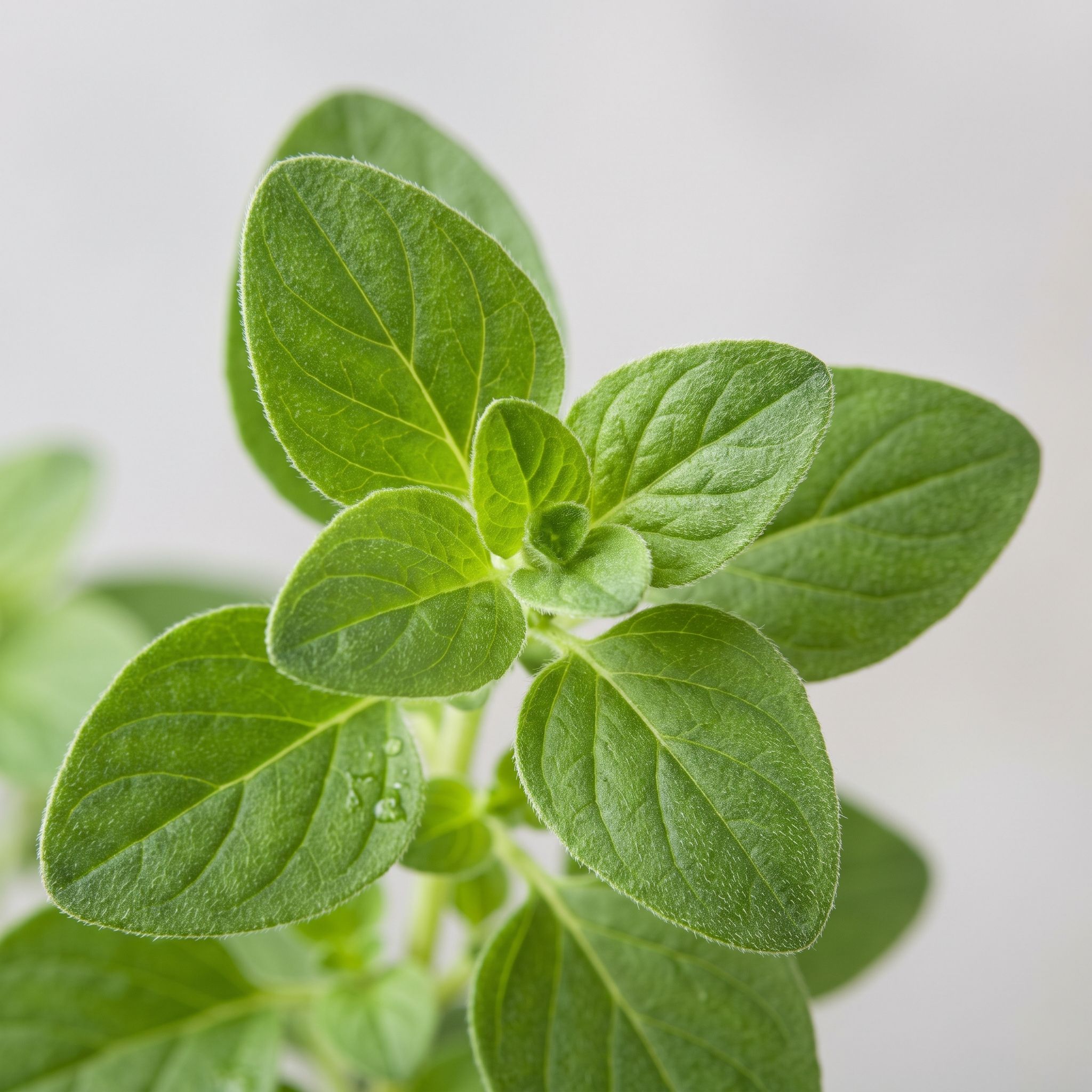 Origanum Majorana Leaf Extract - view 1