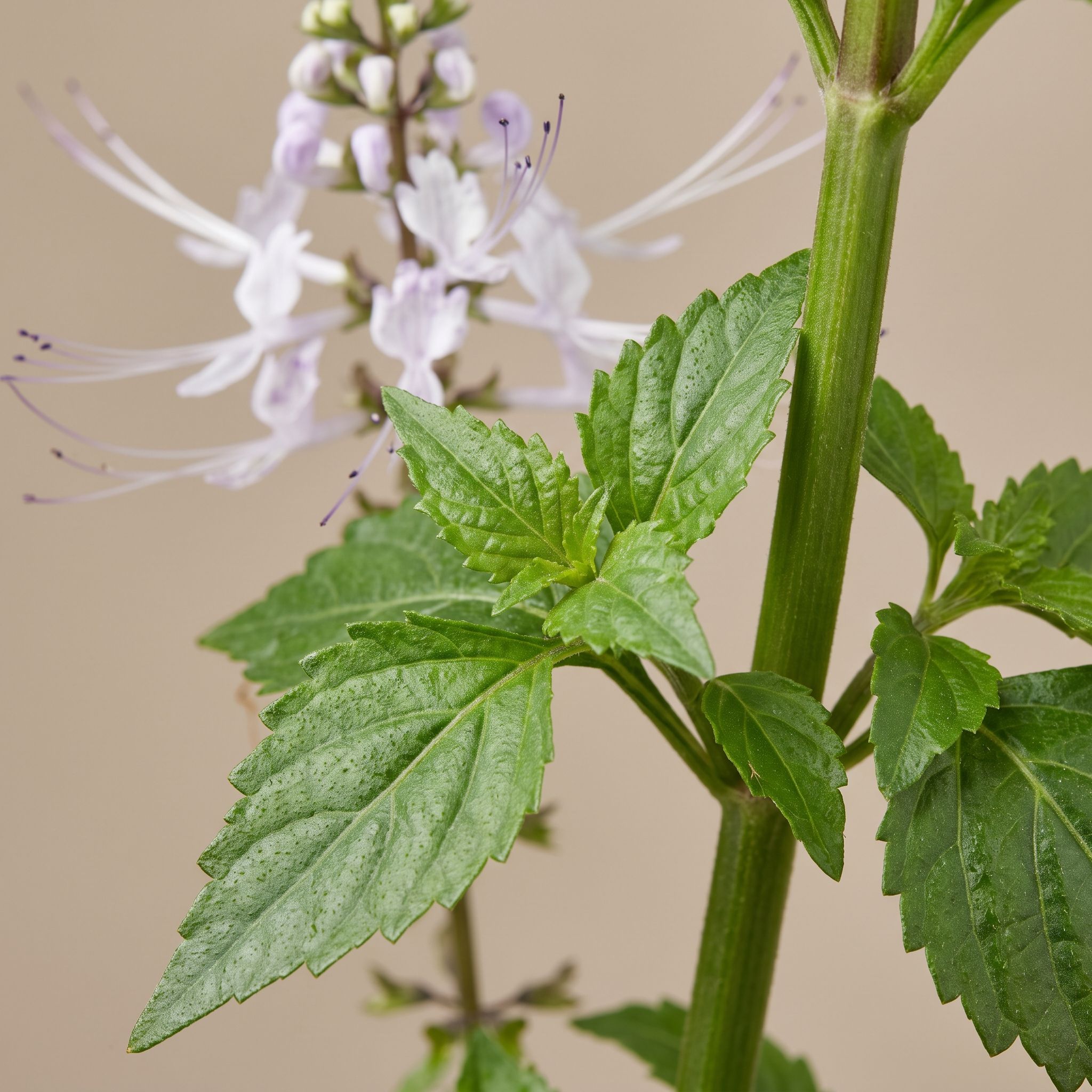 Orthosiphon Spicatus Leaf Extract - view 1
