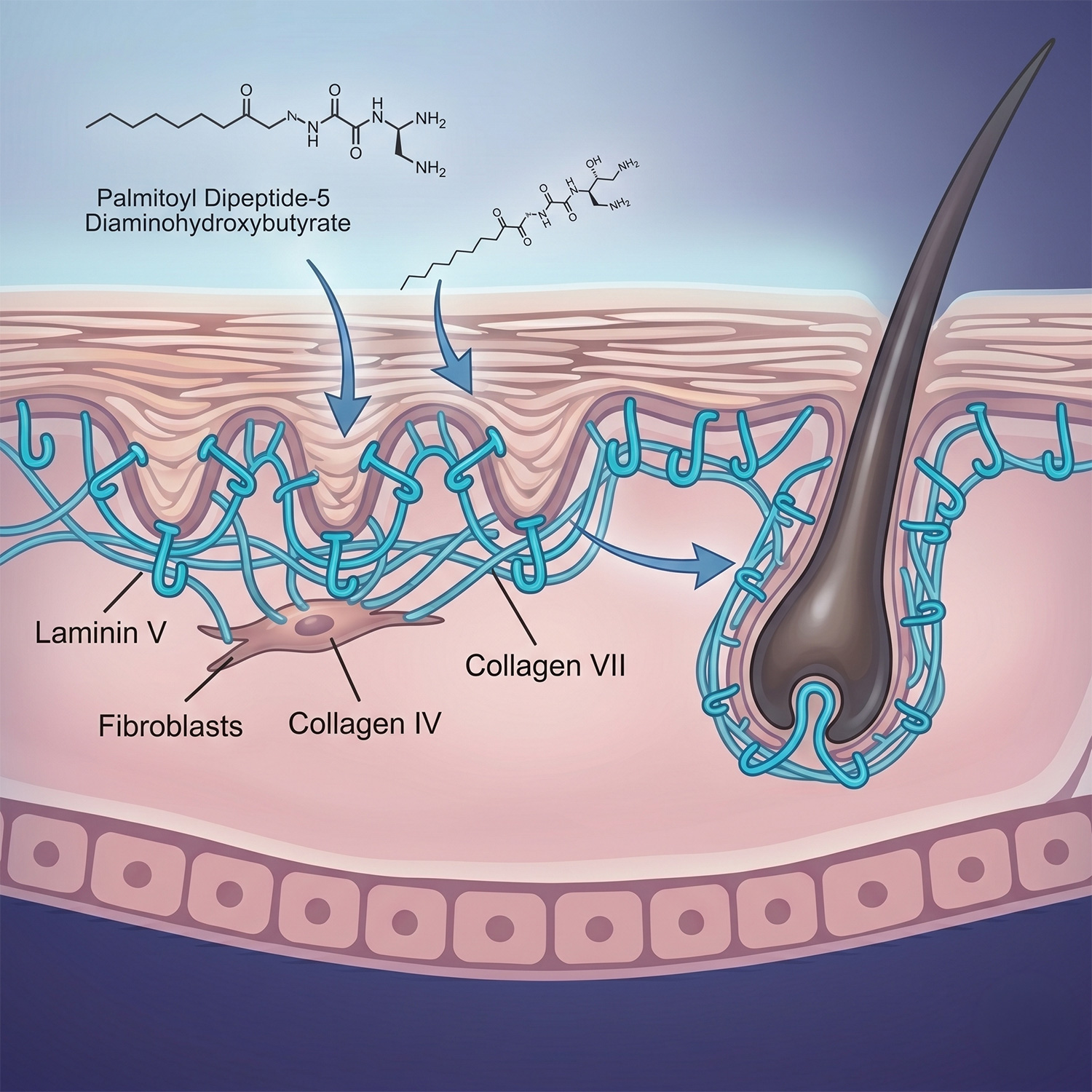 Palmitoyl Dipeptide-5 Diaminohydroxybutyrate (PD-5H) molecular illustration