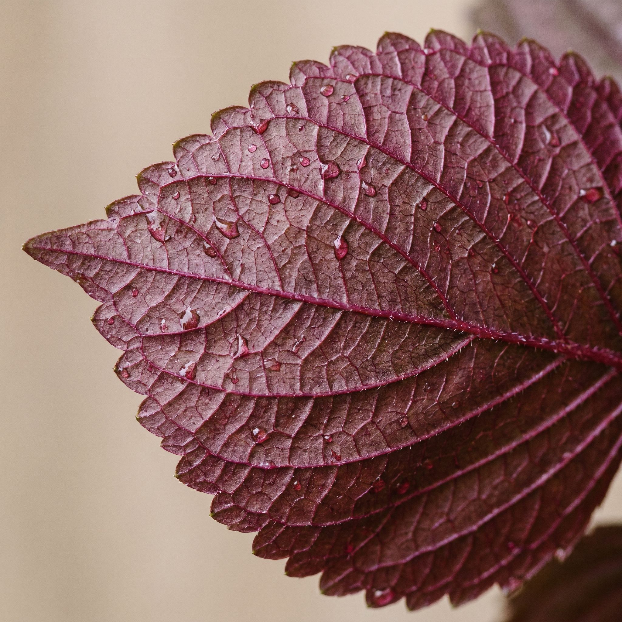 Perilla Leaf Extract - view 1