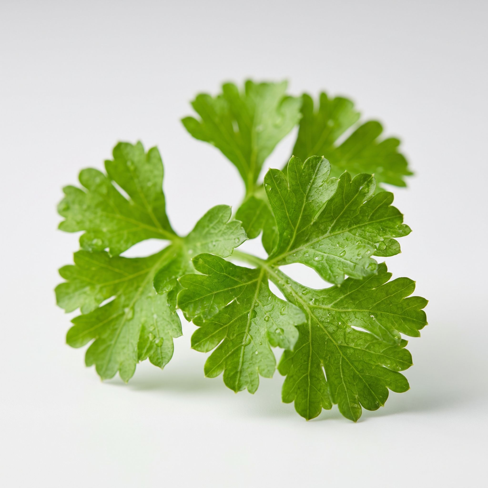 Petroselinum Crispum Leaf Extract - view 1