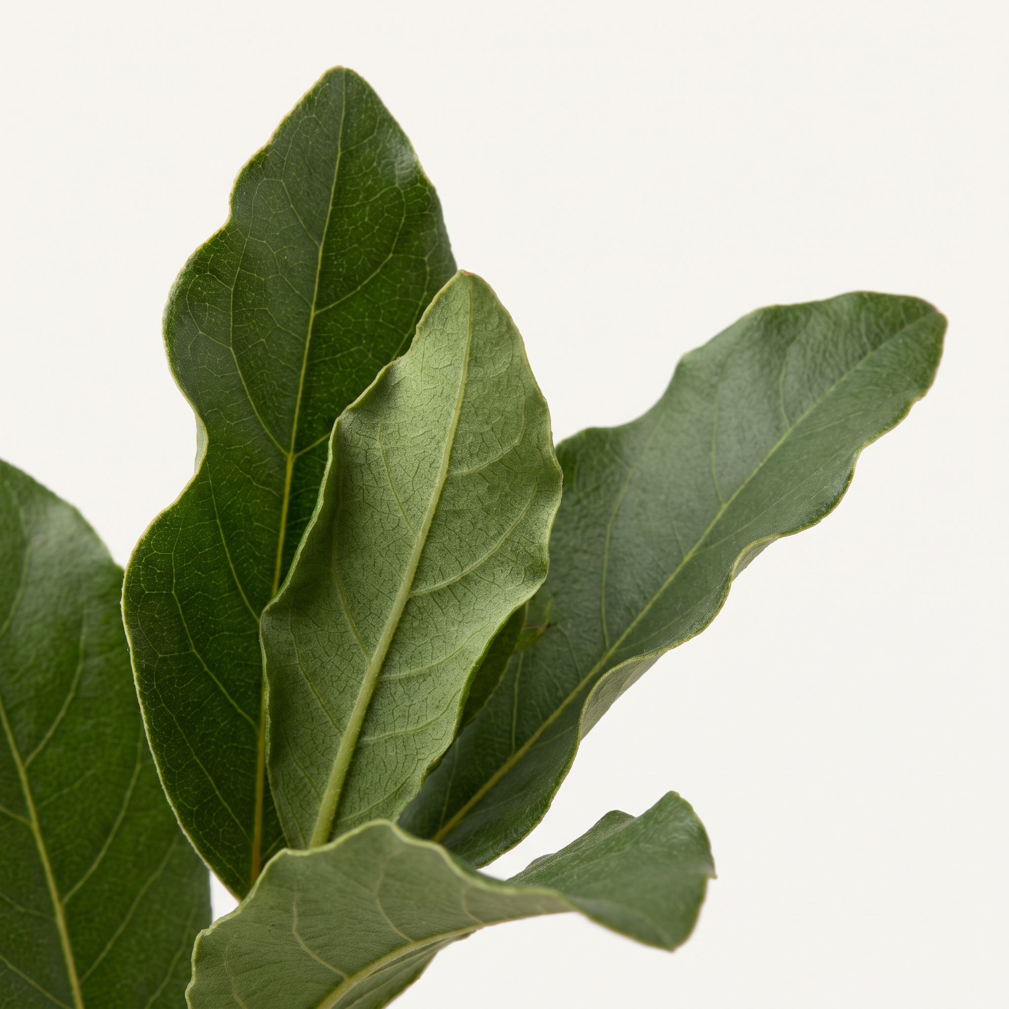 Peumus Boldus Leaf Extract - view 1