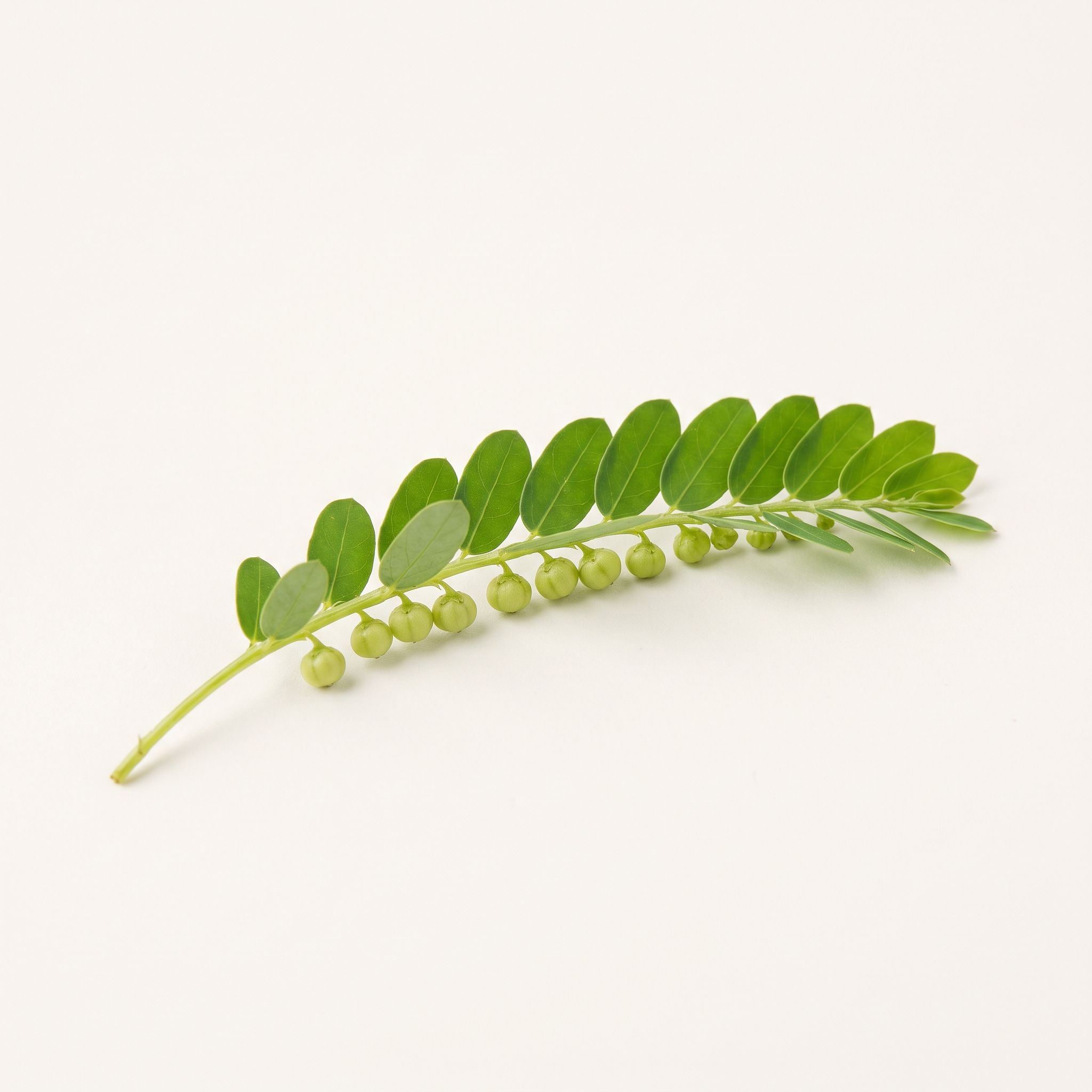 Phyllanthus Niruri Extract - view 1