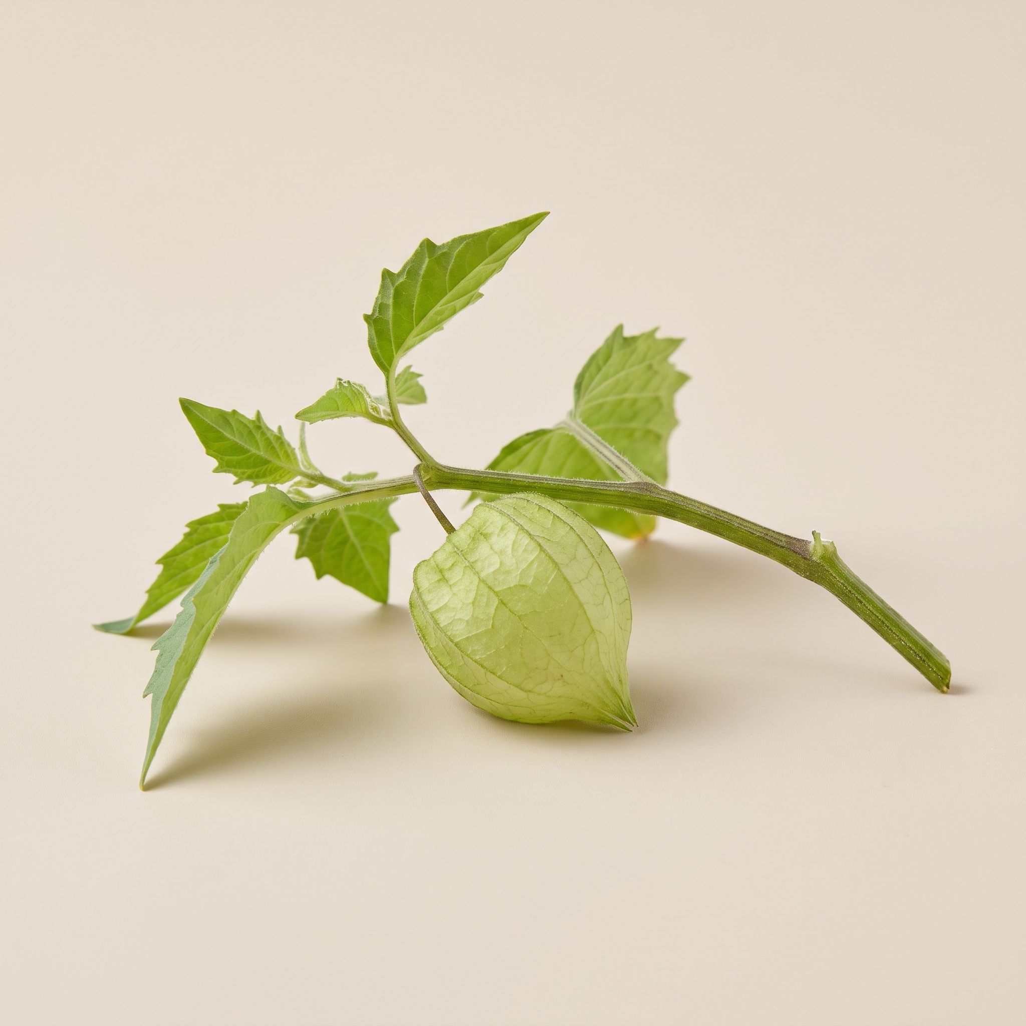 Physalis Angulata Herb Extract - view 1