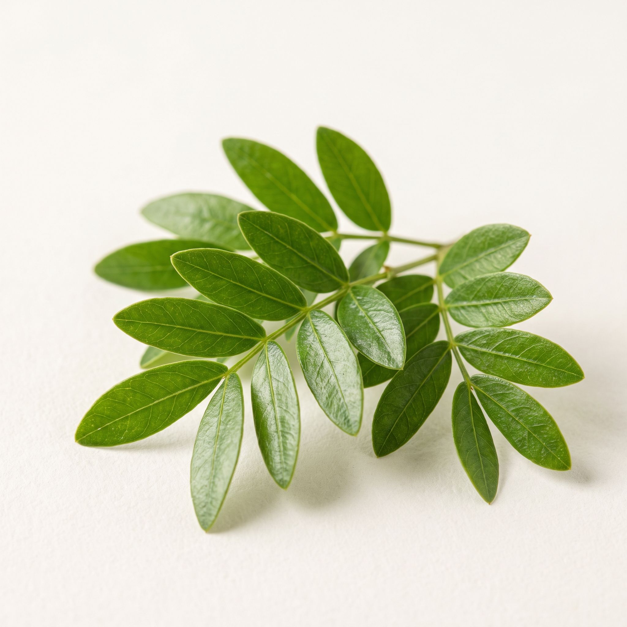 Pilocarpus Microphyllus Leaf Extract - view 1