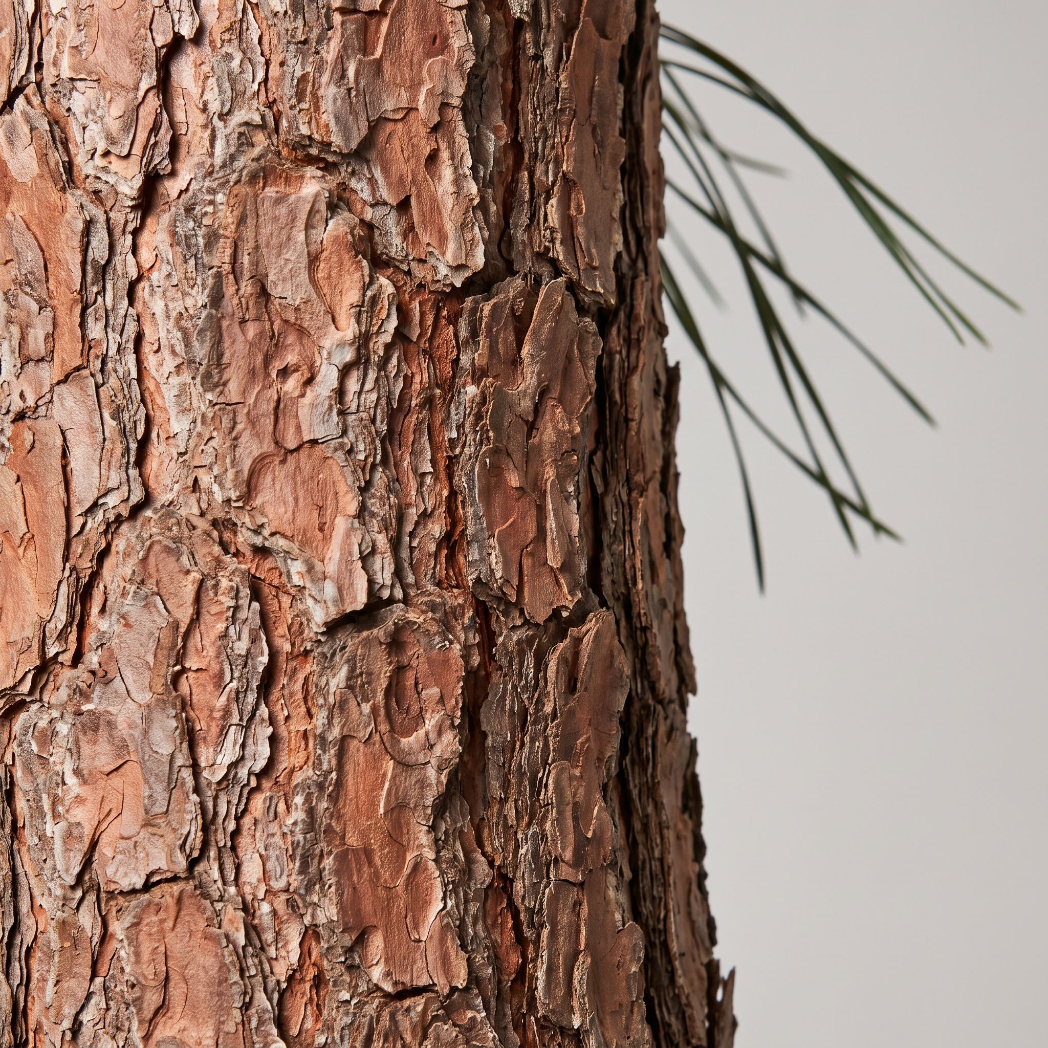 Pinus Massoniana Bark Extract - view 1