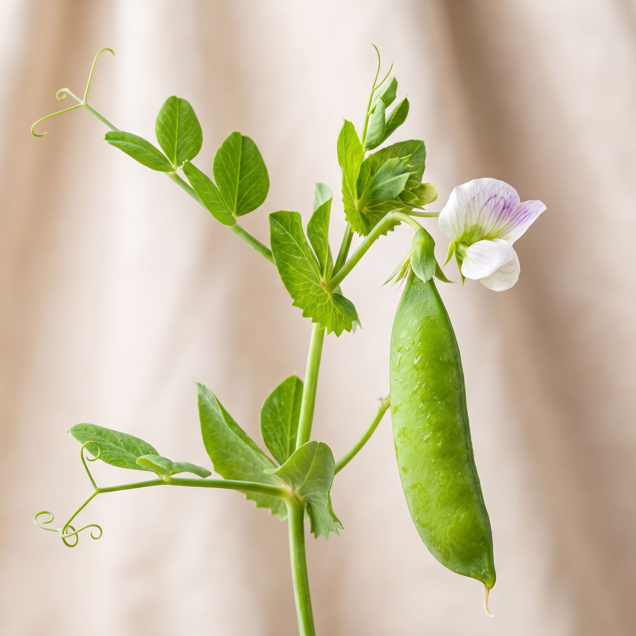 Pisum Sativum Extract - view 1