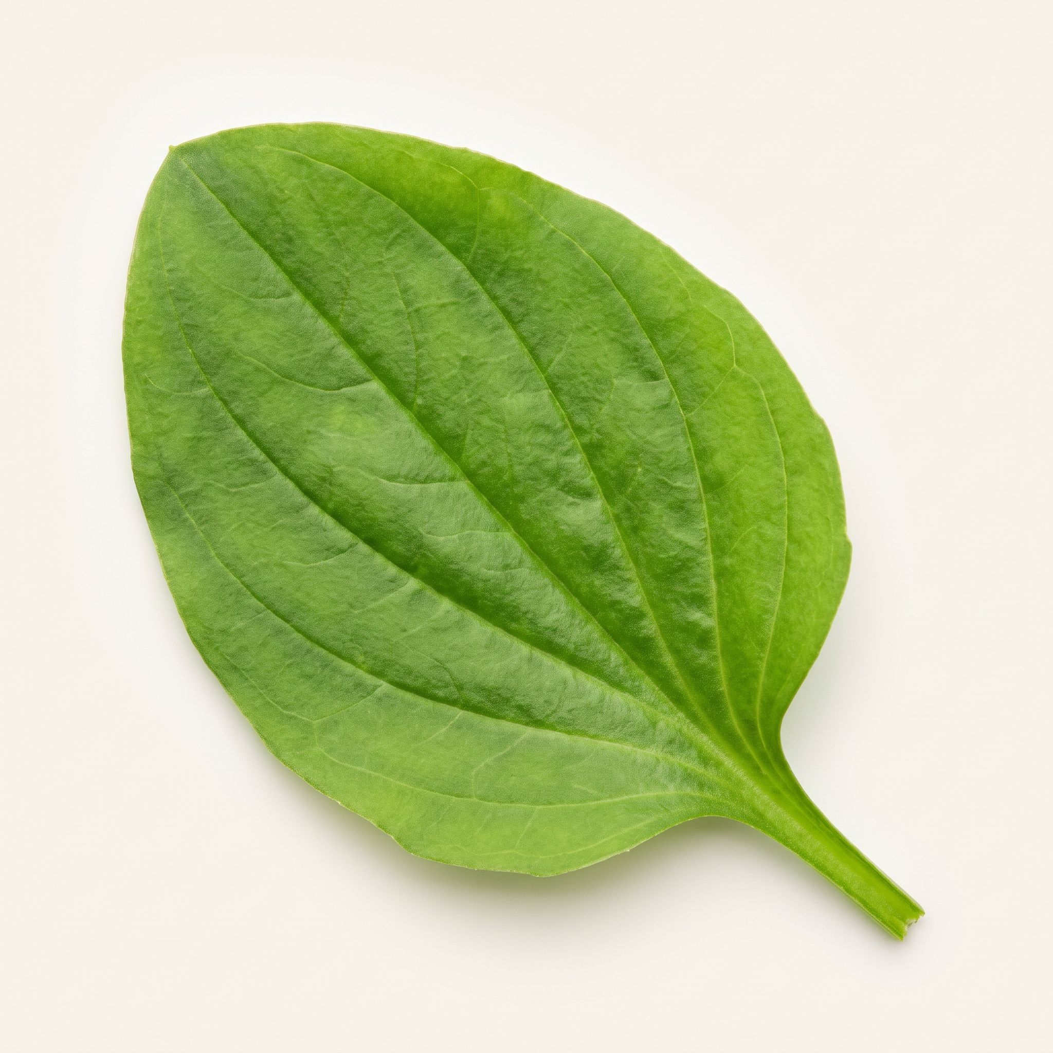 Plantago Major Leaf Extract - view 1