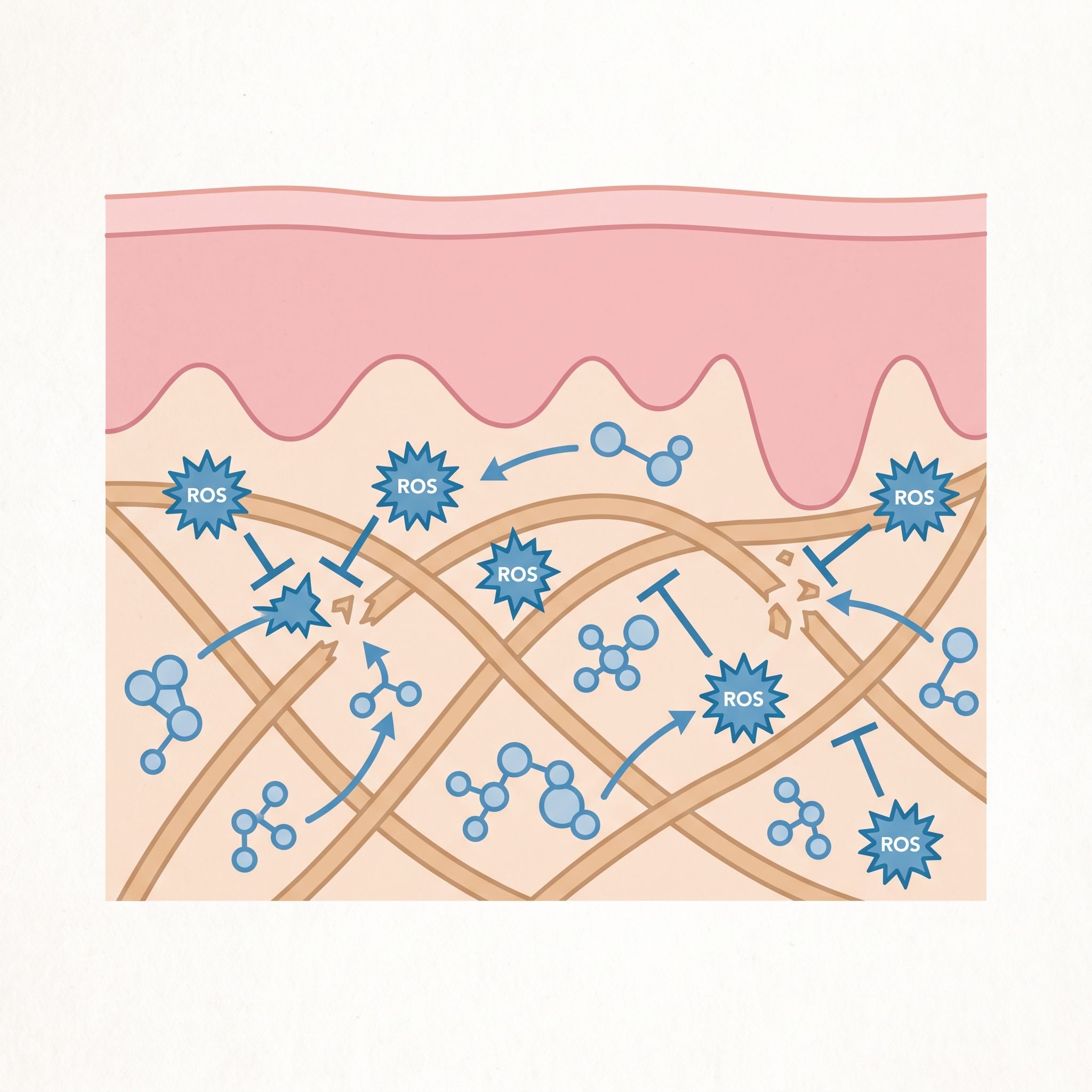 Plantago Major Leaf Extract - view 3