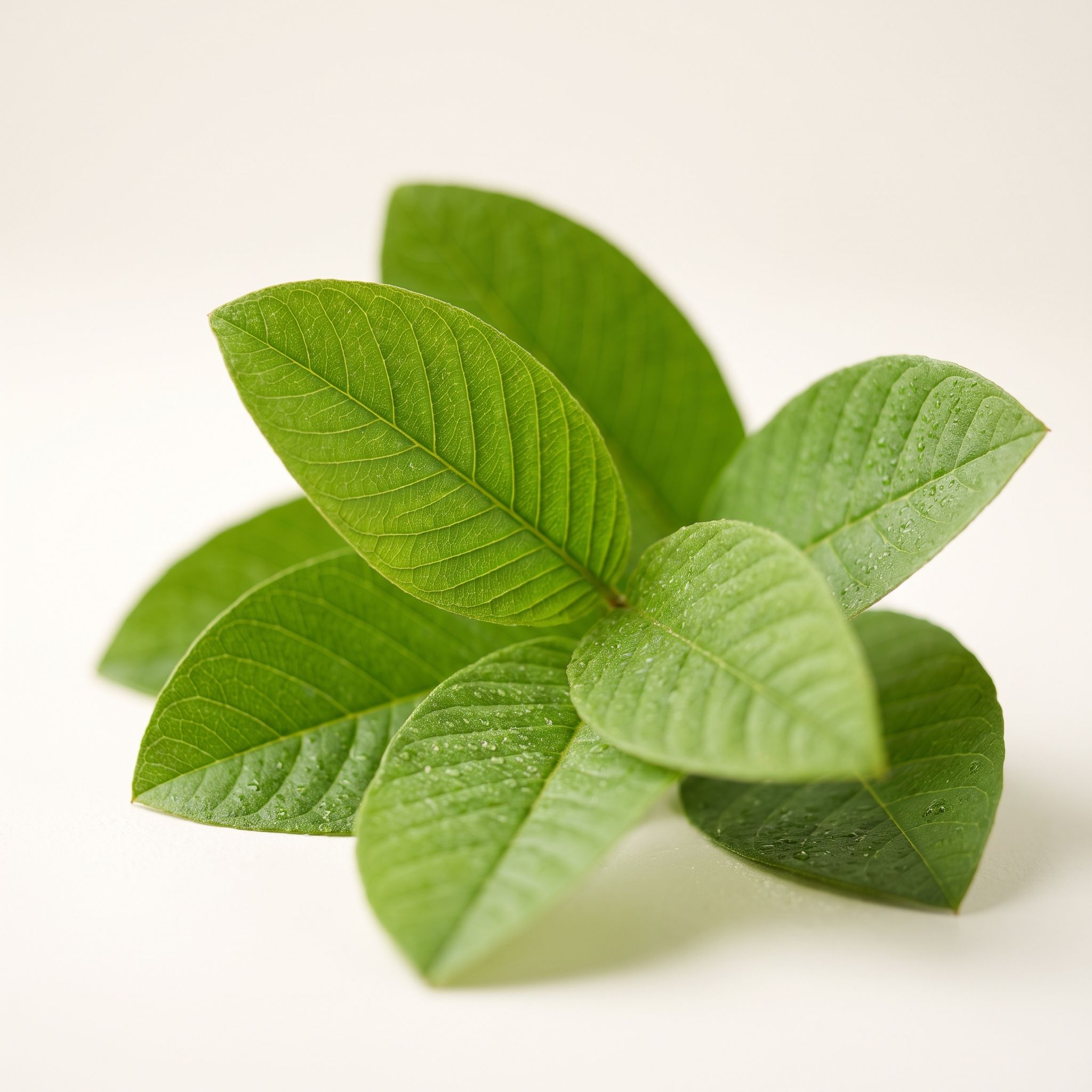 Psidium Guajava Leaf Extract - view 1