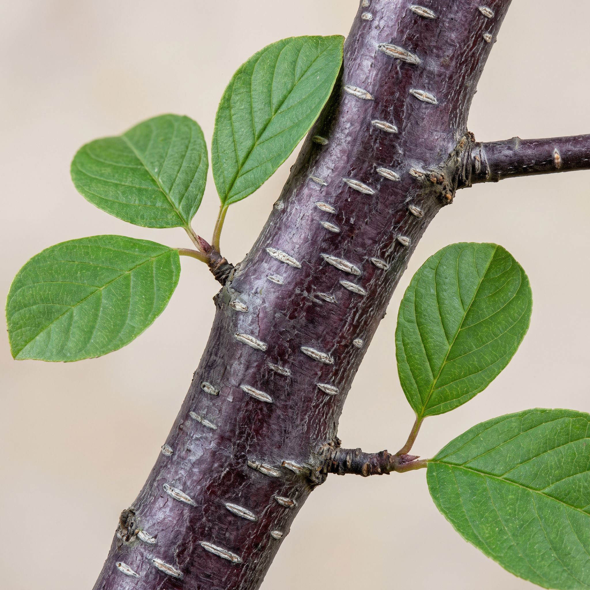 Rhamnus Frangula Bark Extract - view 1