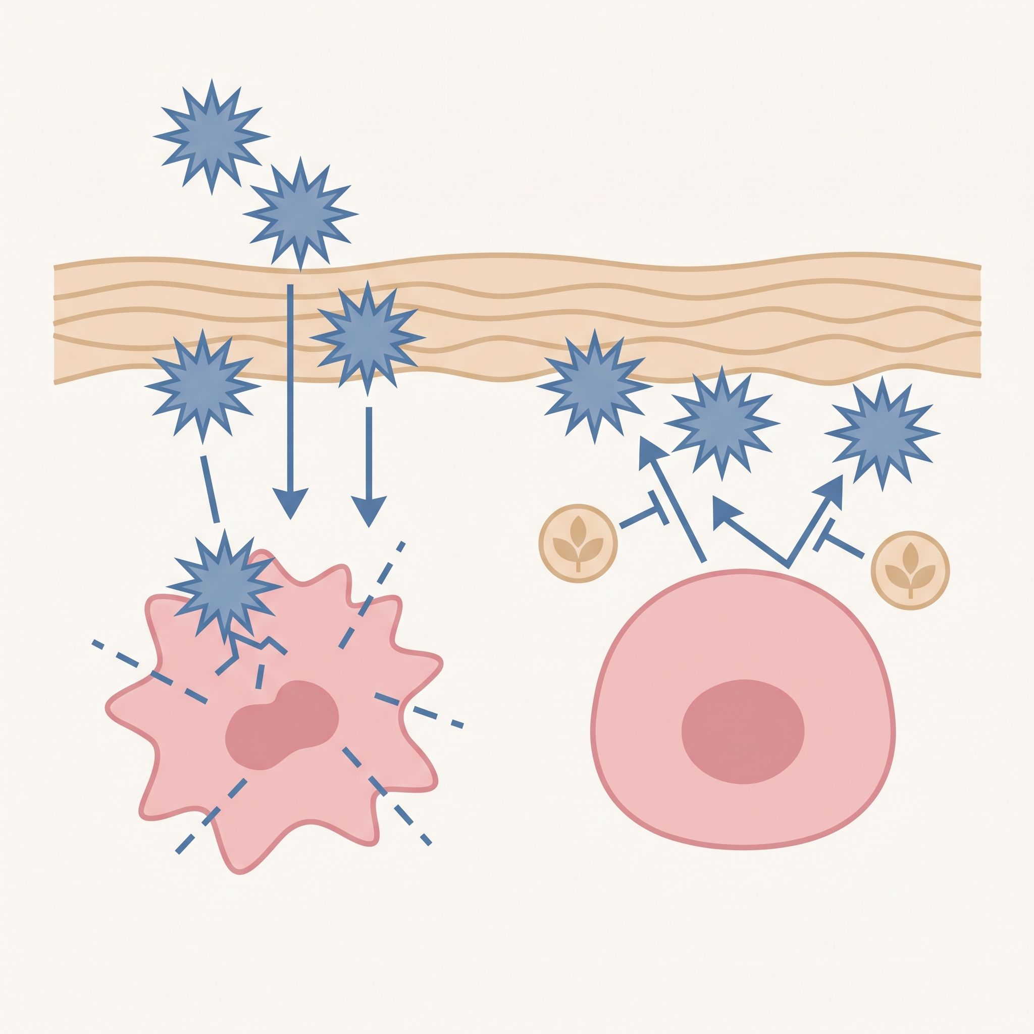 Rhaponticum Carthamoides Root Extract - view 3