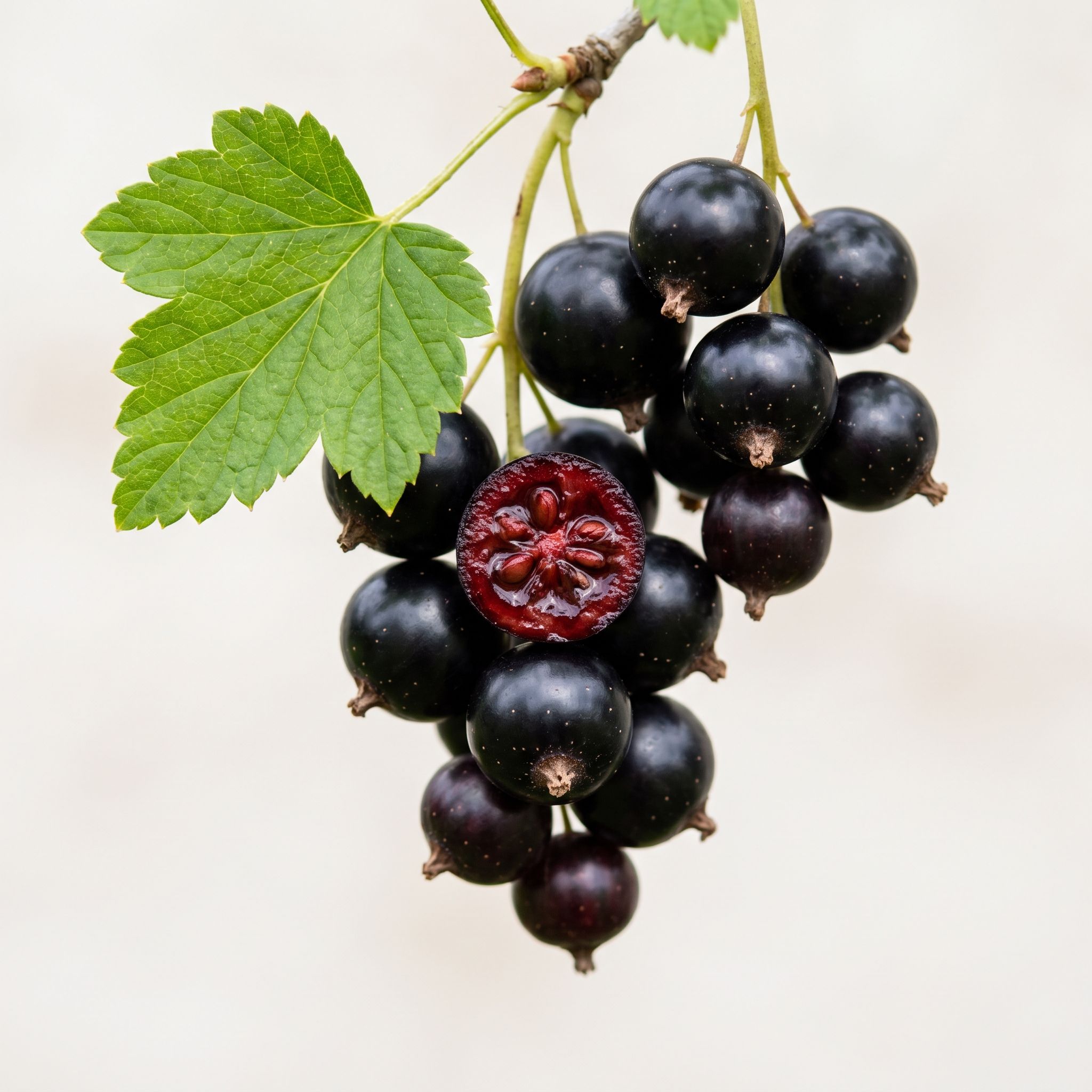 Ribes Nigrum Fruit Extract - view 1