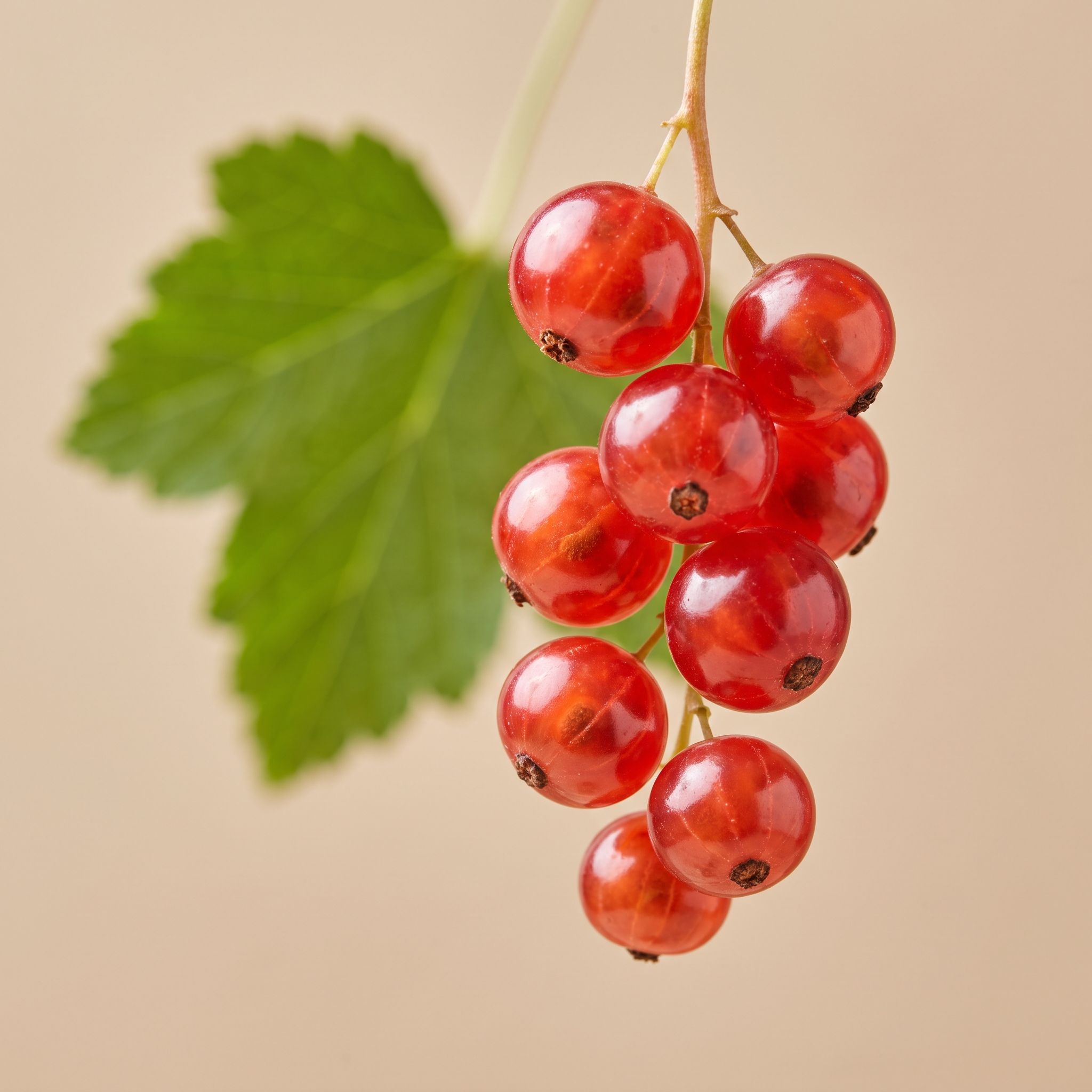 Ribes Rubrum Fruit Extract - view 1