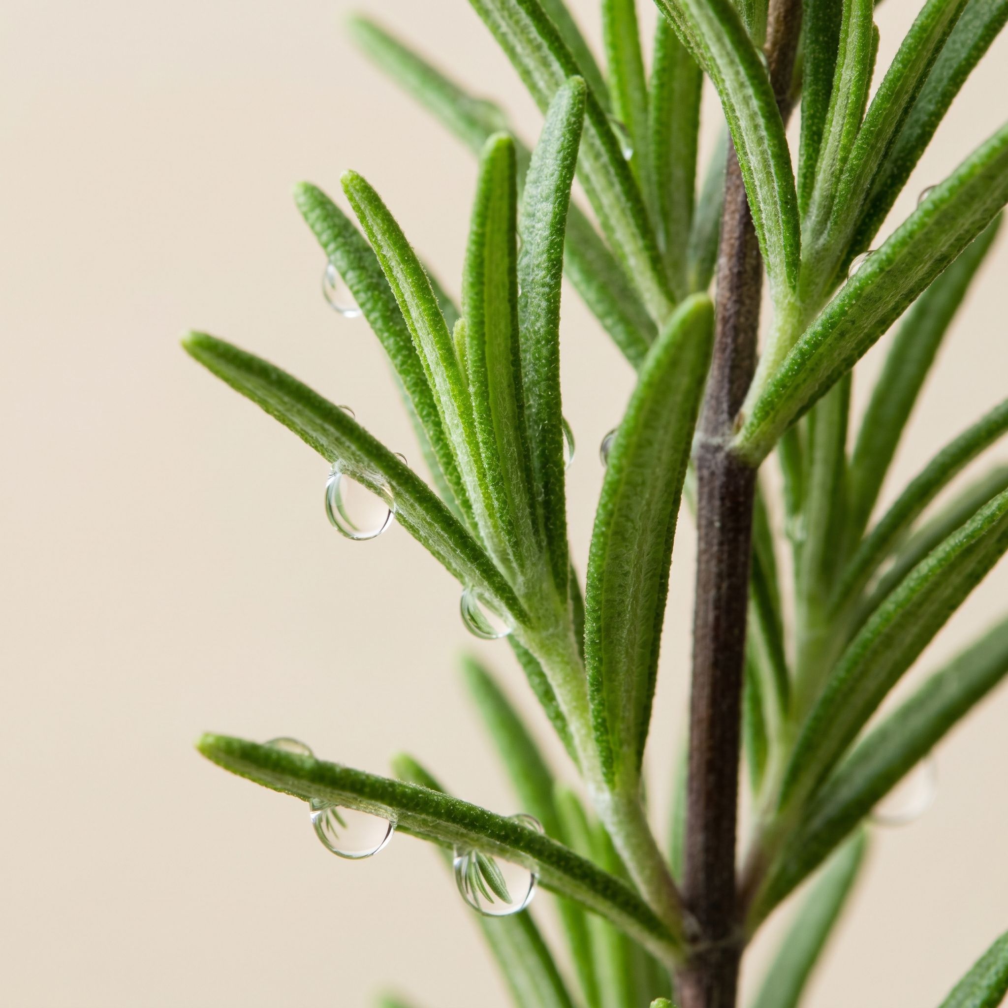 Rosemary Leaf Extract - view 1