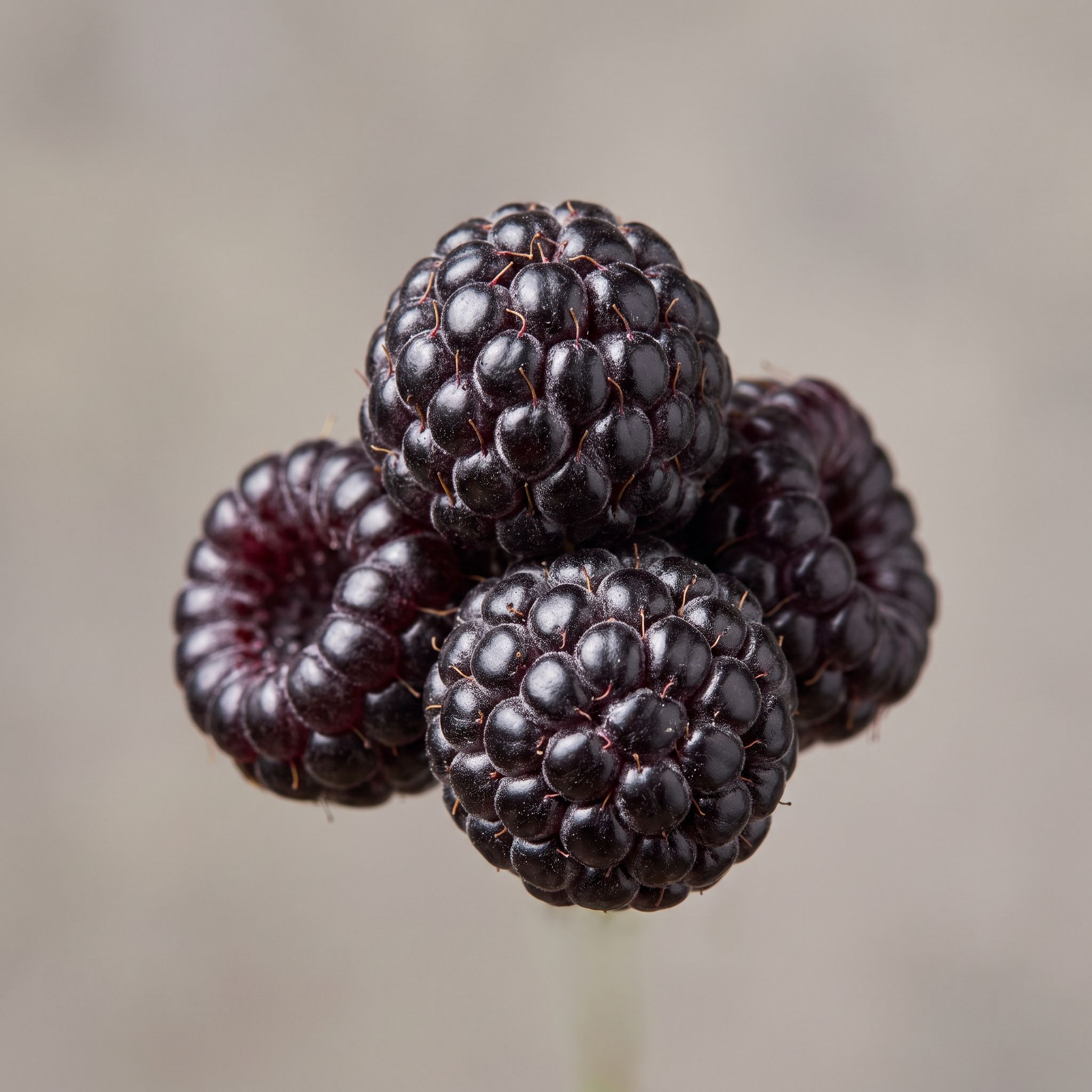 Rubus Occidentalis Fruit Extract - view 1