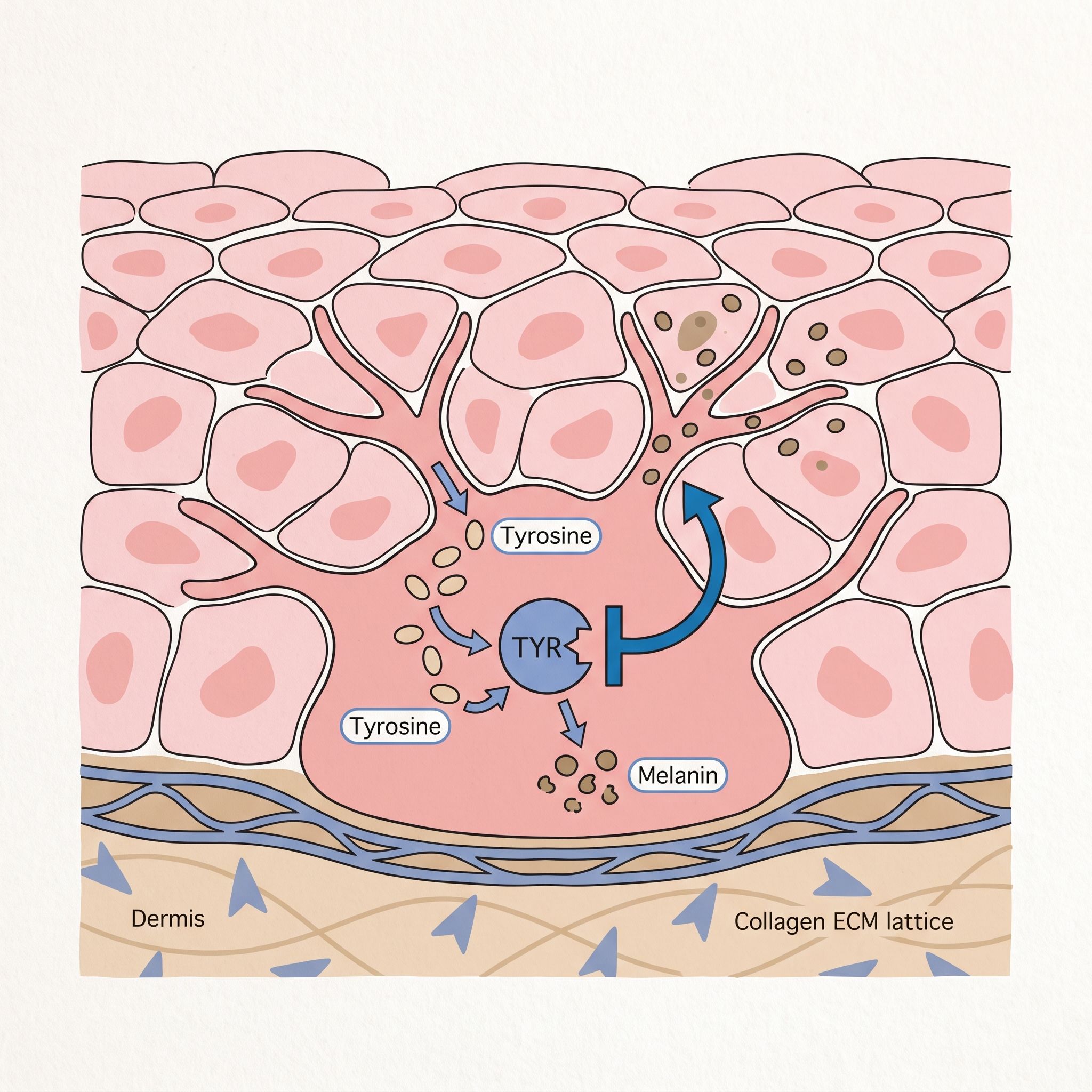 Rumex Acctoscella Herb Extract - view 3