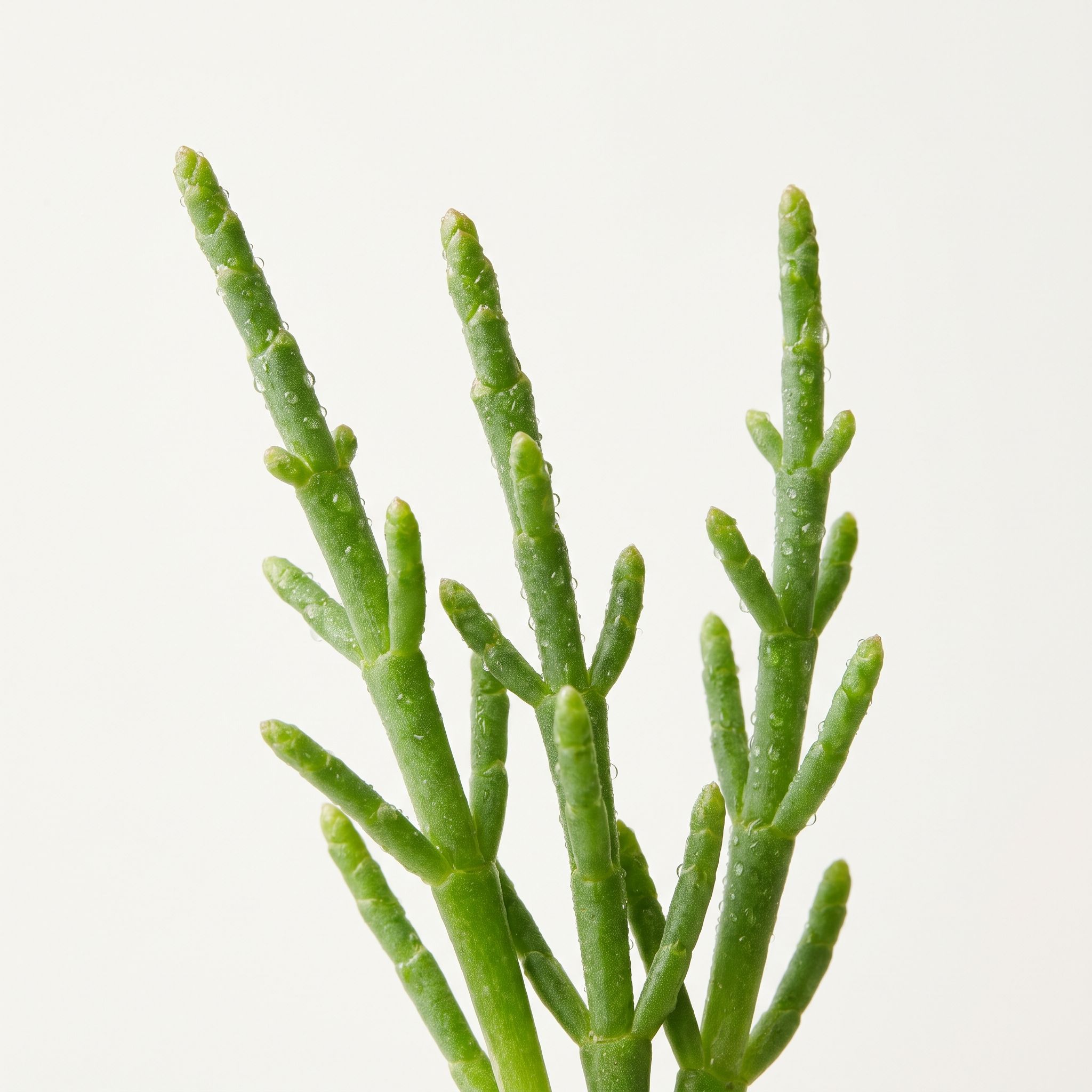 Salicornia Europea Stem Extract - view 1
