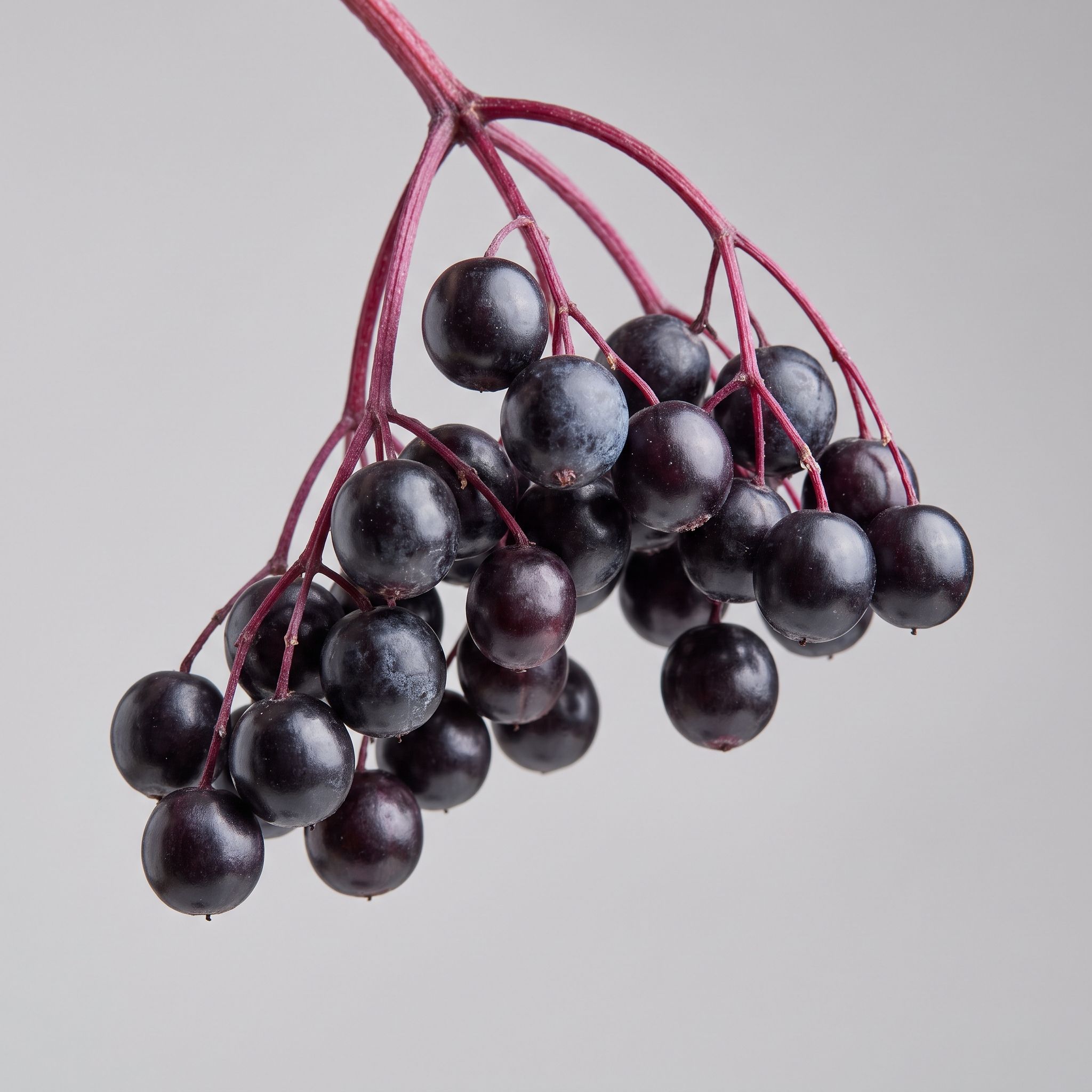 Sambucus Nigra Fruit Extract - view 1