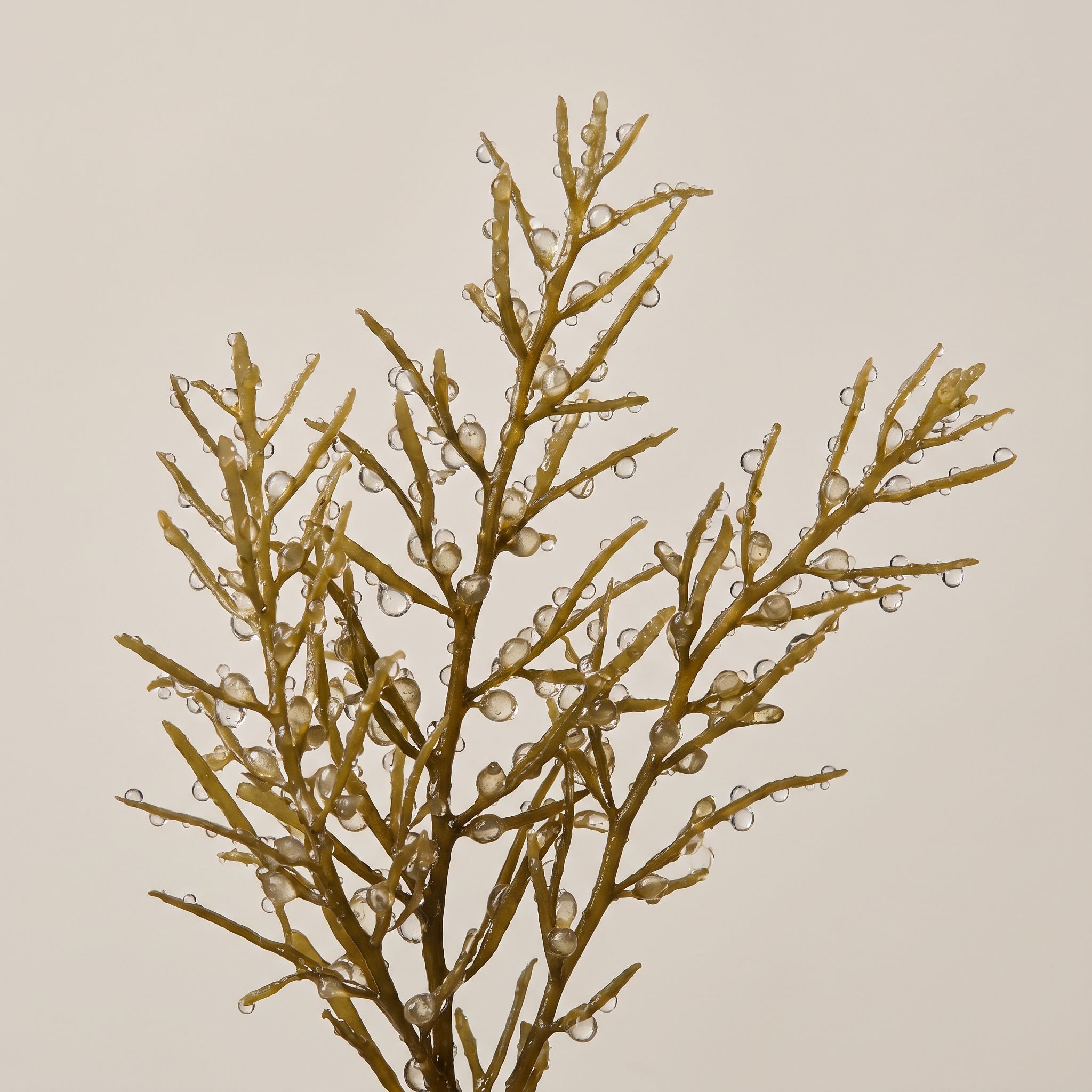Sargassum Muticum Extract - view 1
