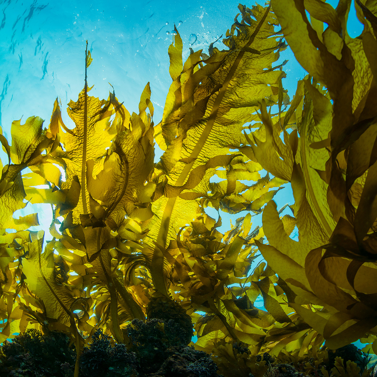 Sea Kelp Bioferment