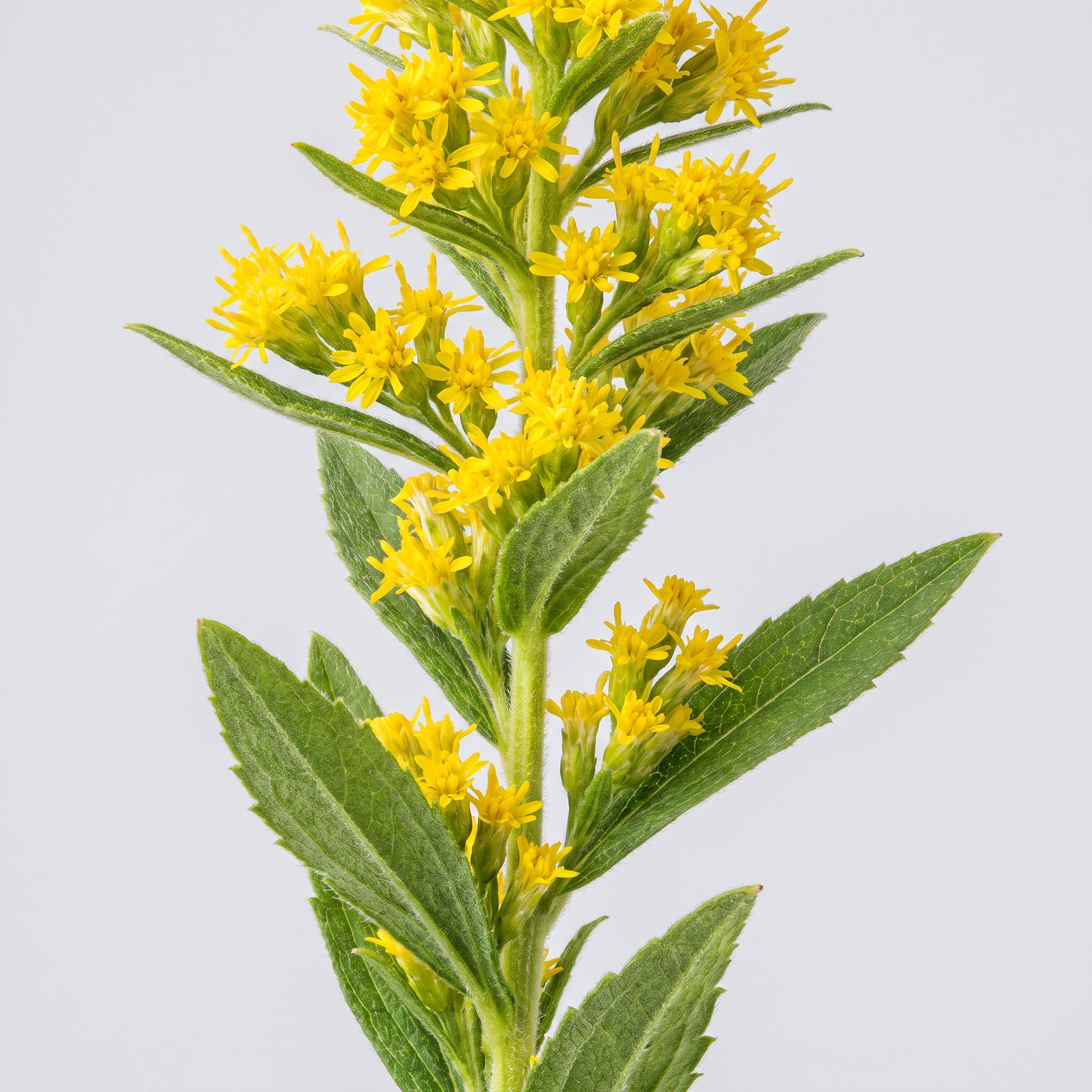 Solidago Virgaurea Leaf/Stem Extract - view 1