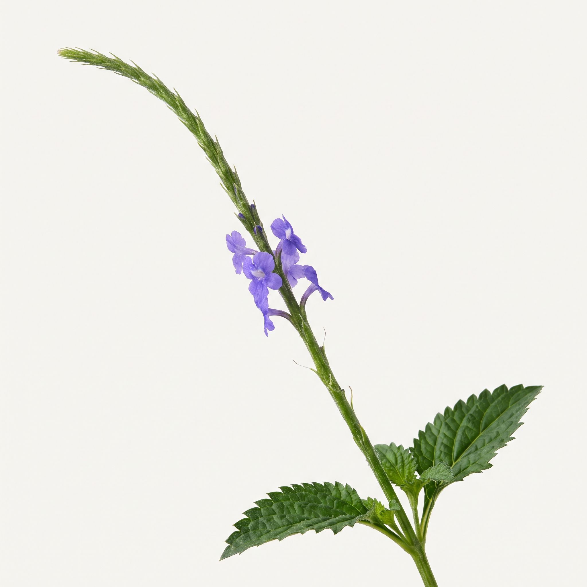 Stachytarpheta Urticifolia Herb Extract - view 1