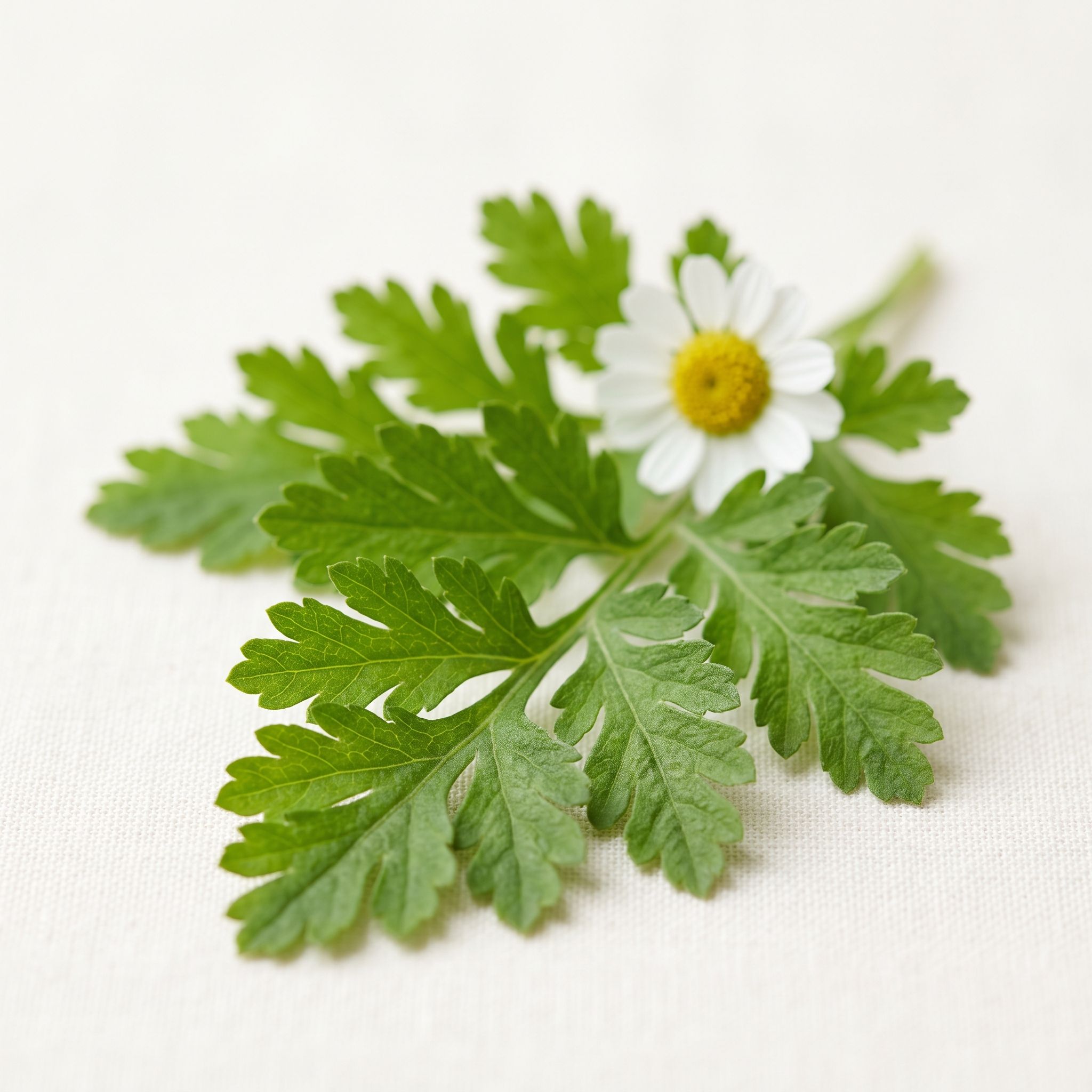 Tanacetum Parthenium Leaf Extract - view 1