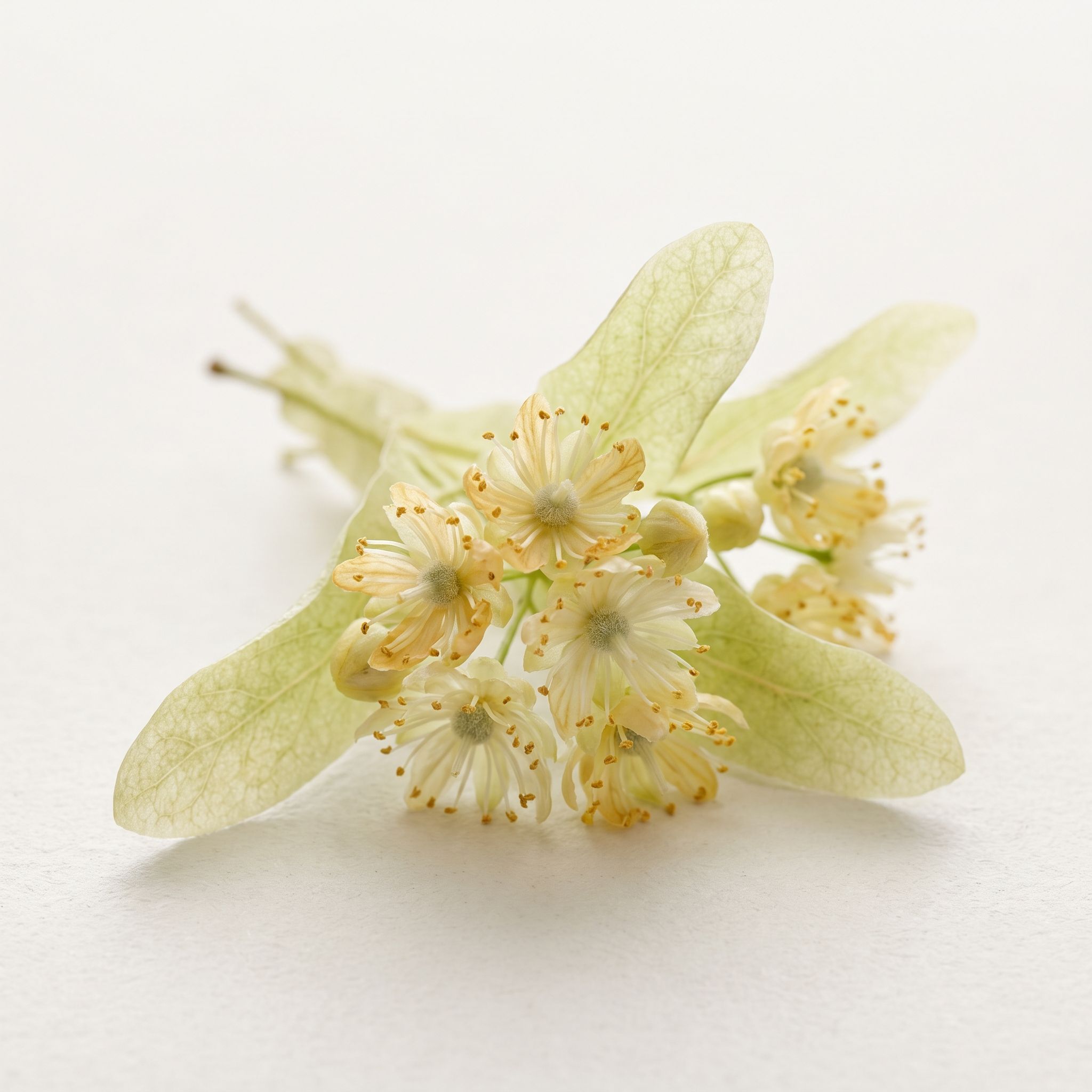 Tilia Europaea Flower Extract - view 1