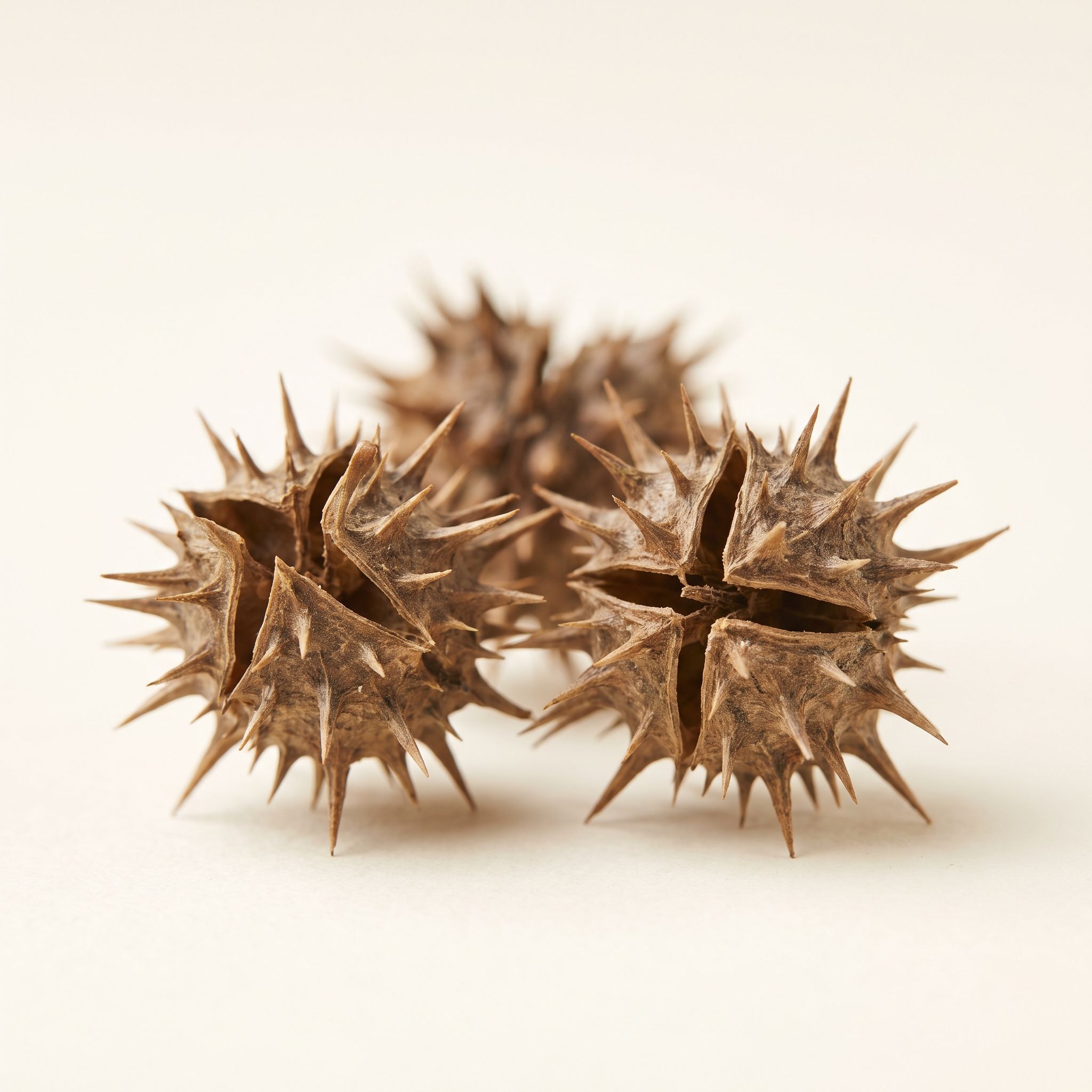 Tribulus Terrestris Fruit Extract - view 1