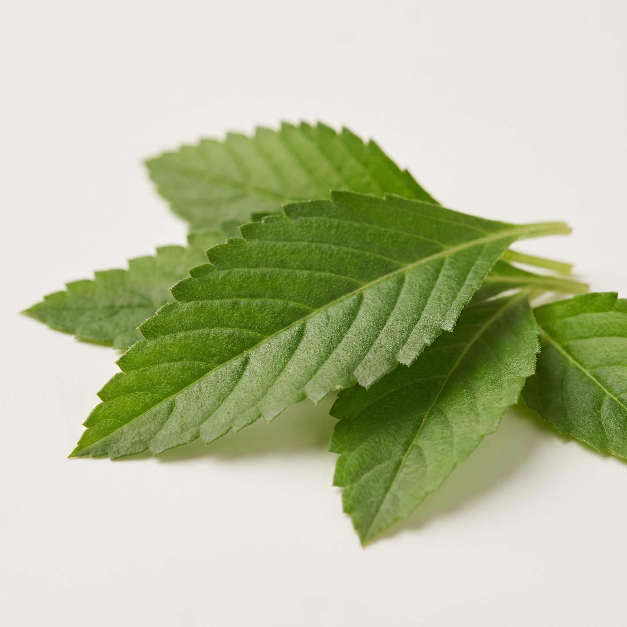 Turnera Diffusa Leaf Extract - view 1