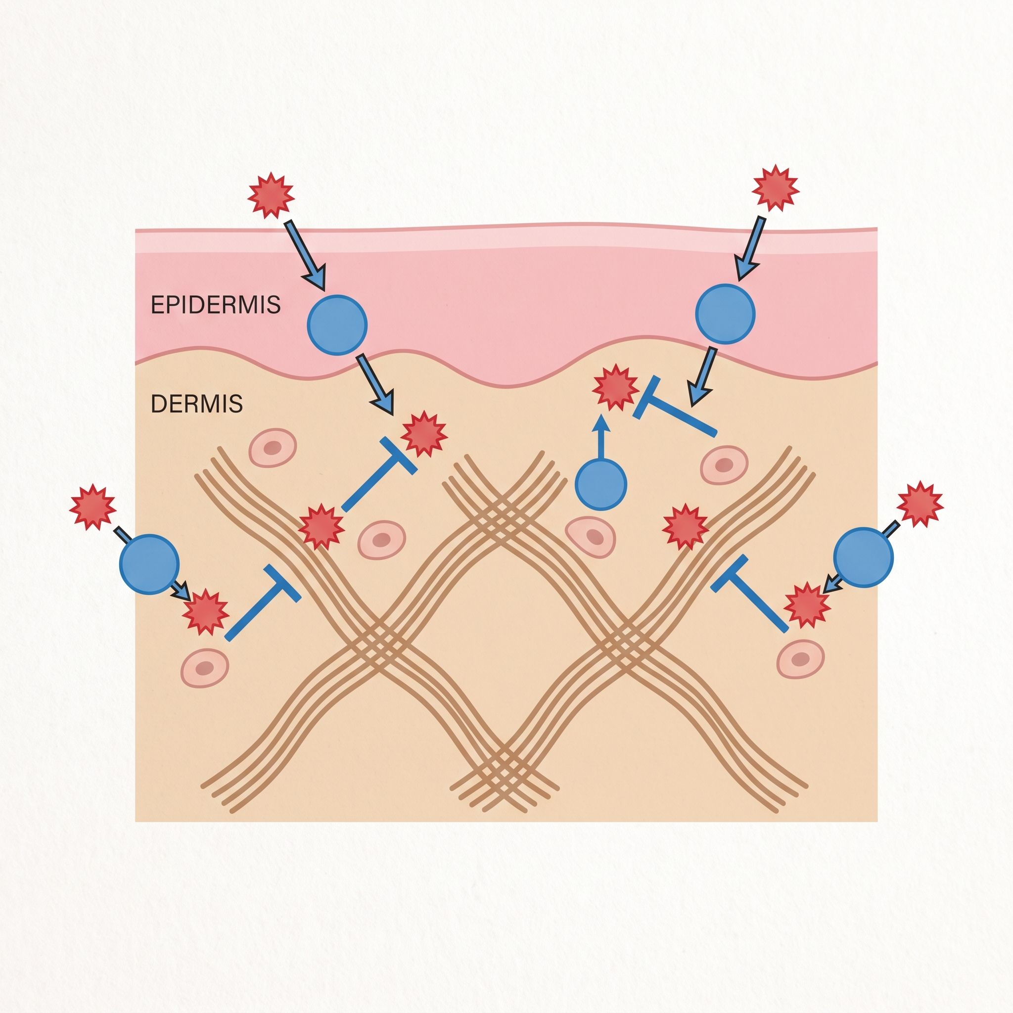 Valeriana Officinalis Root Extract - view 3