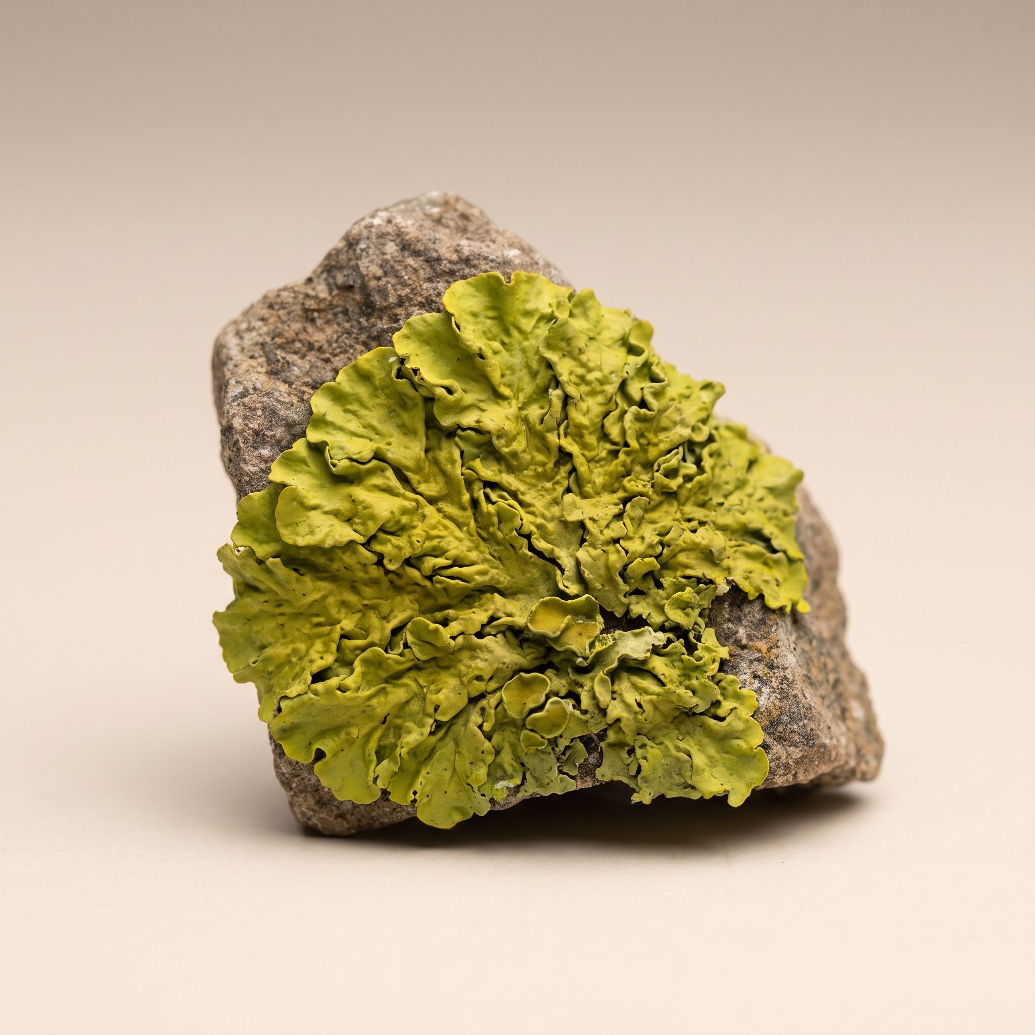 Xanthoparmelia Scarbosa Extract - view 1